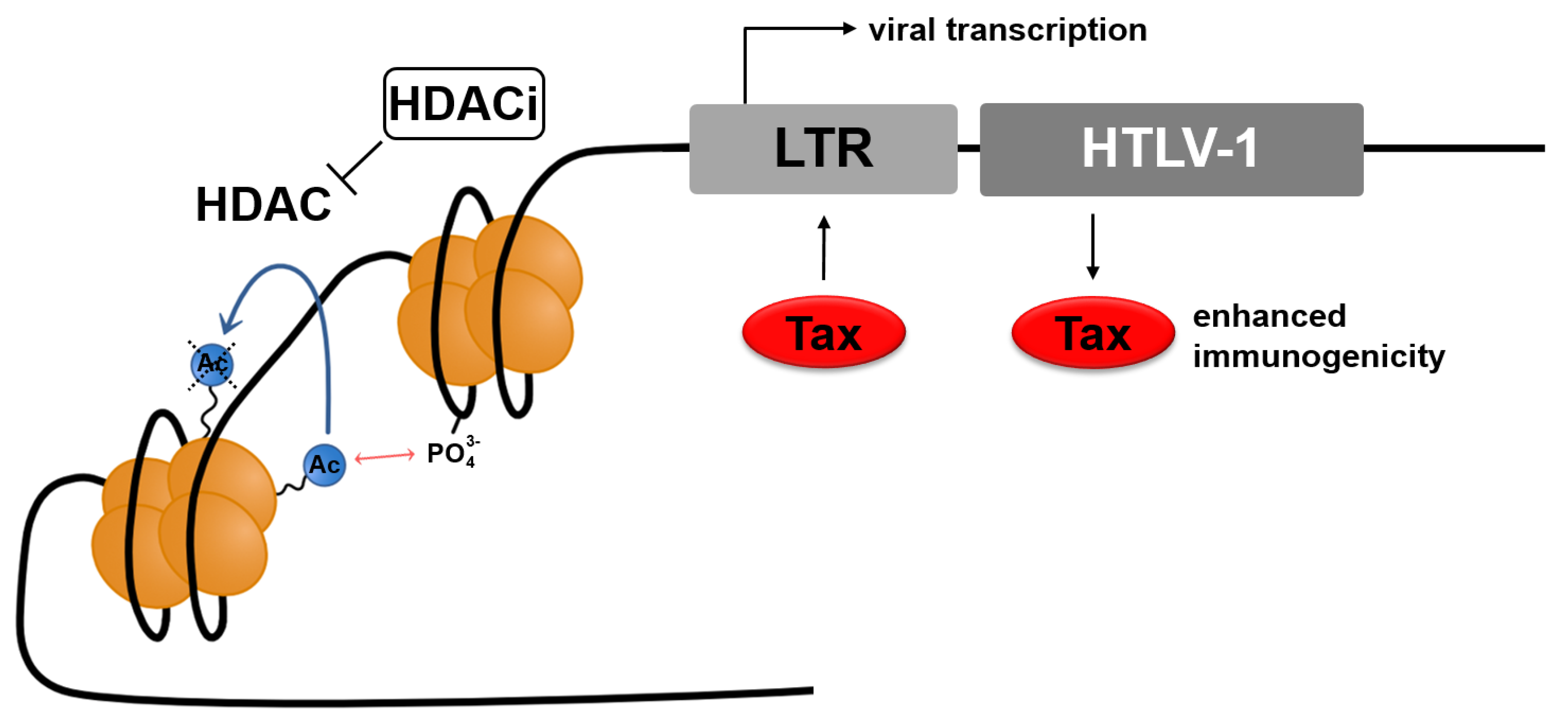 Ijms 22 05545 g002 Ijms 22 05545 g002