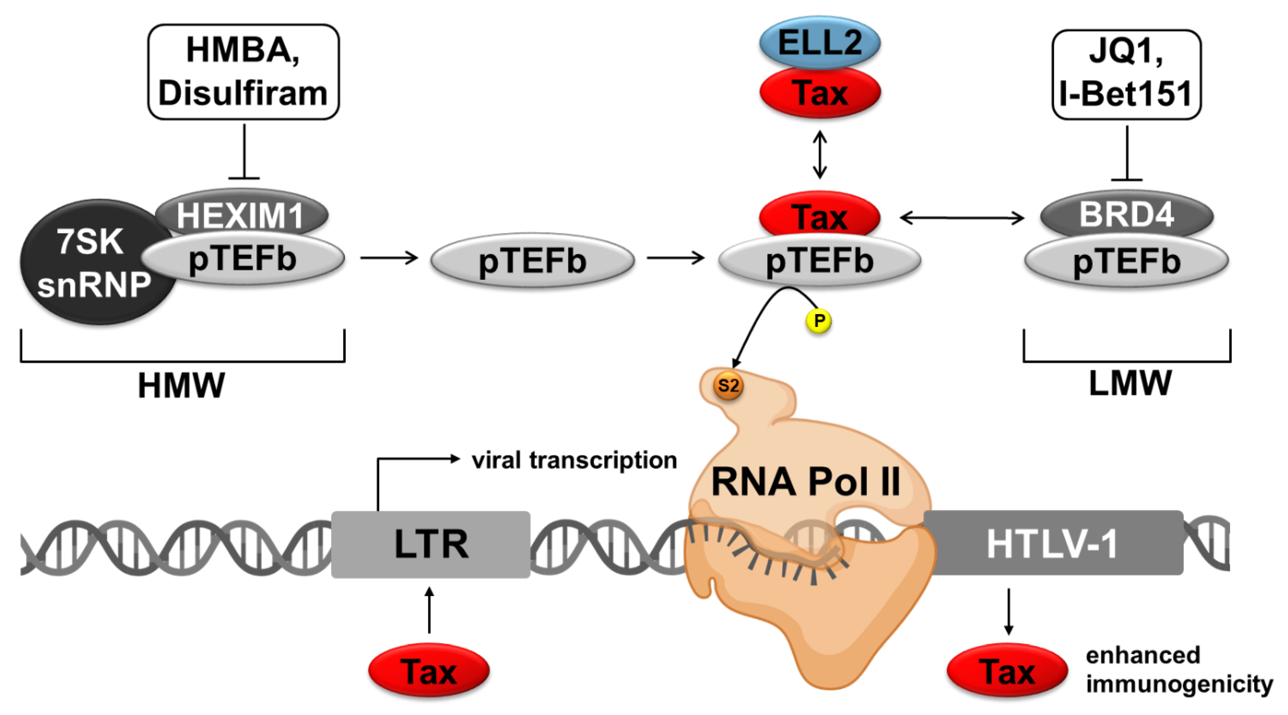 Ijms 22 05545 g003 Ijms 22 05545 g003
