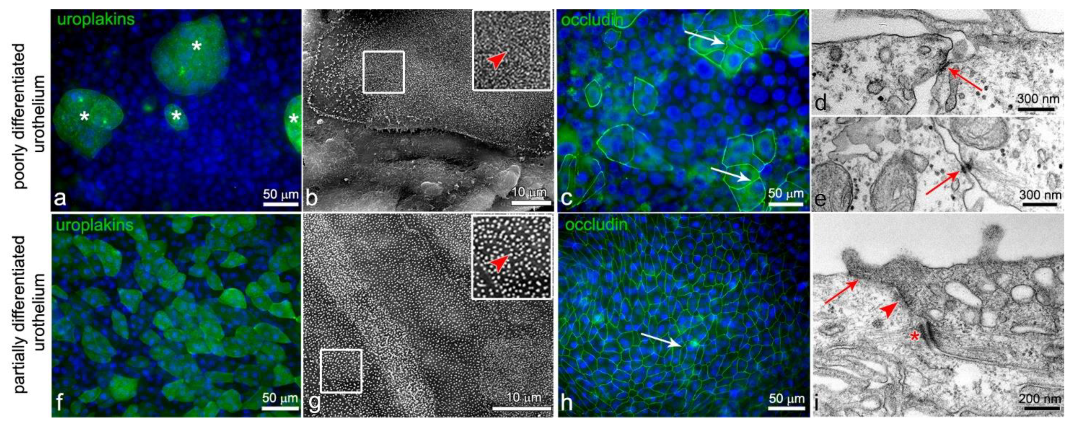 Ijms 22 05565 g001 Ijms 22 05565 g001