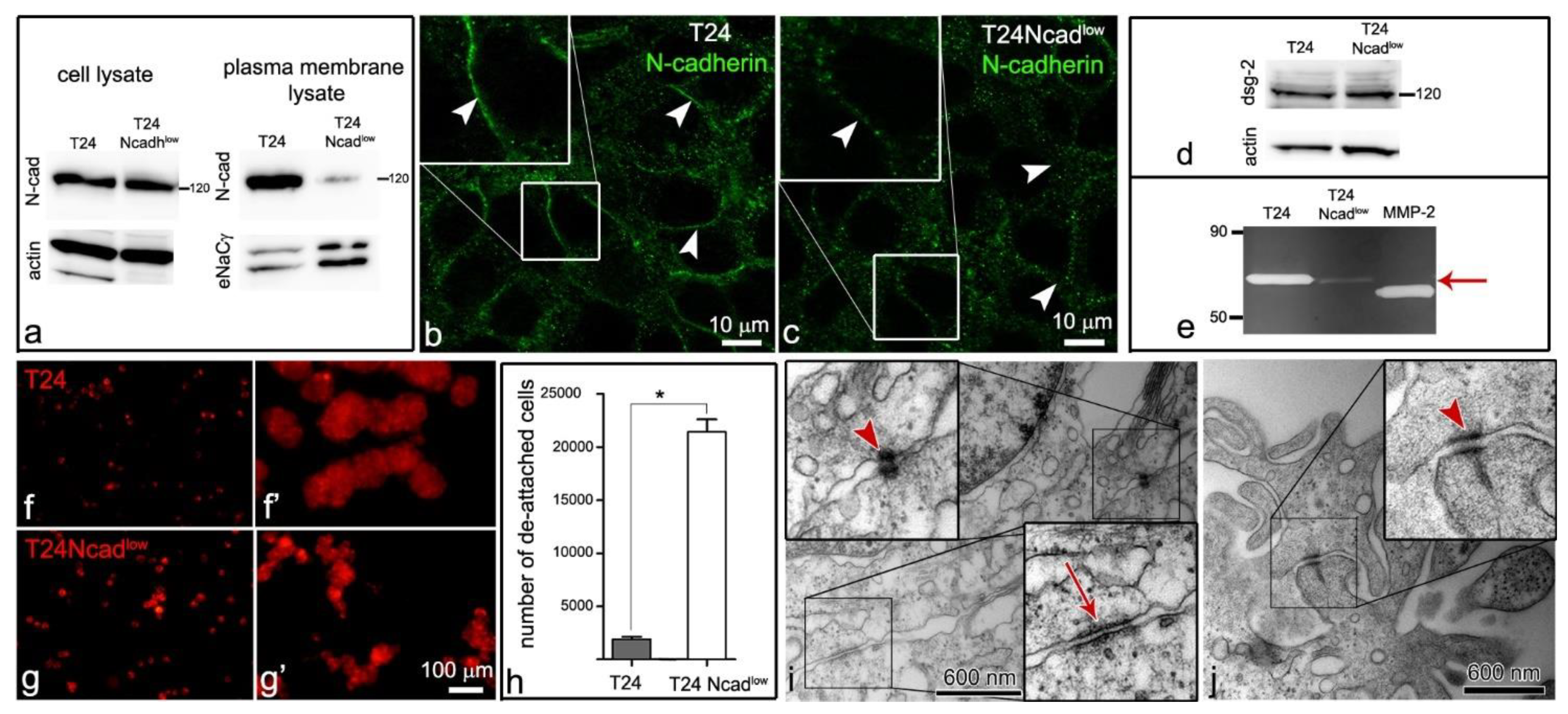 Ijms 22 05565 g002 Ijms 22 05565 g002
