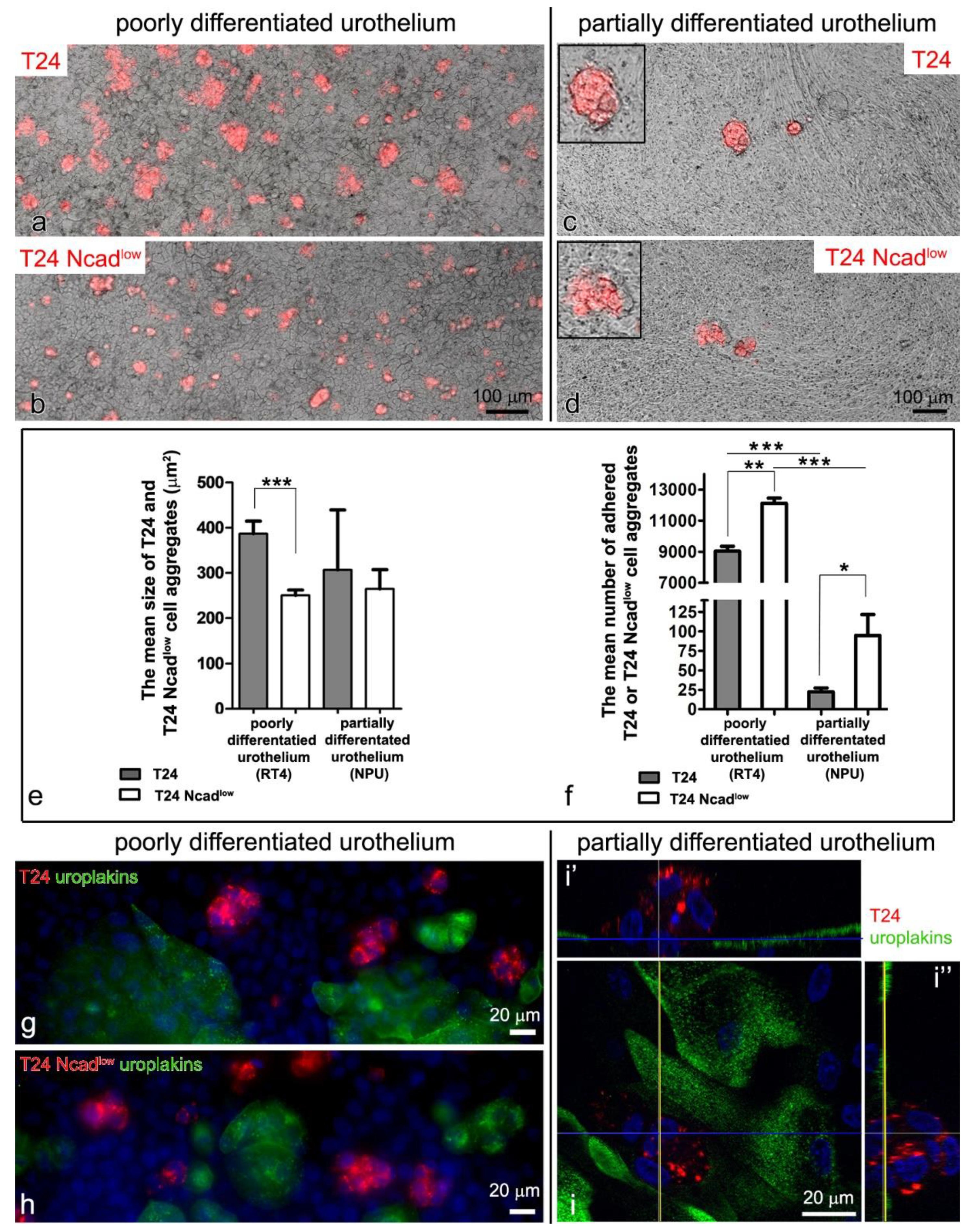 Ijms 22 05565 g003 Ijms 22 05565 g003