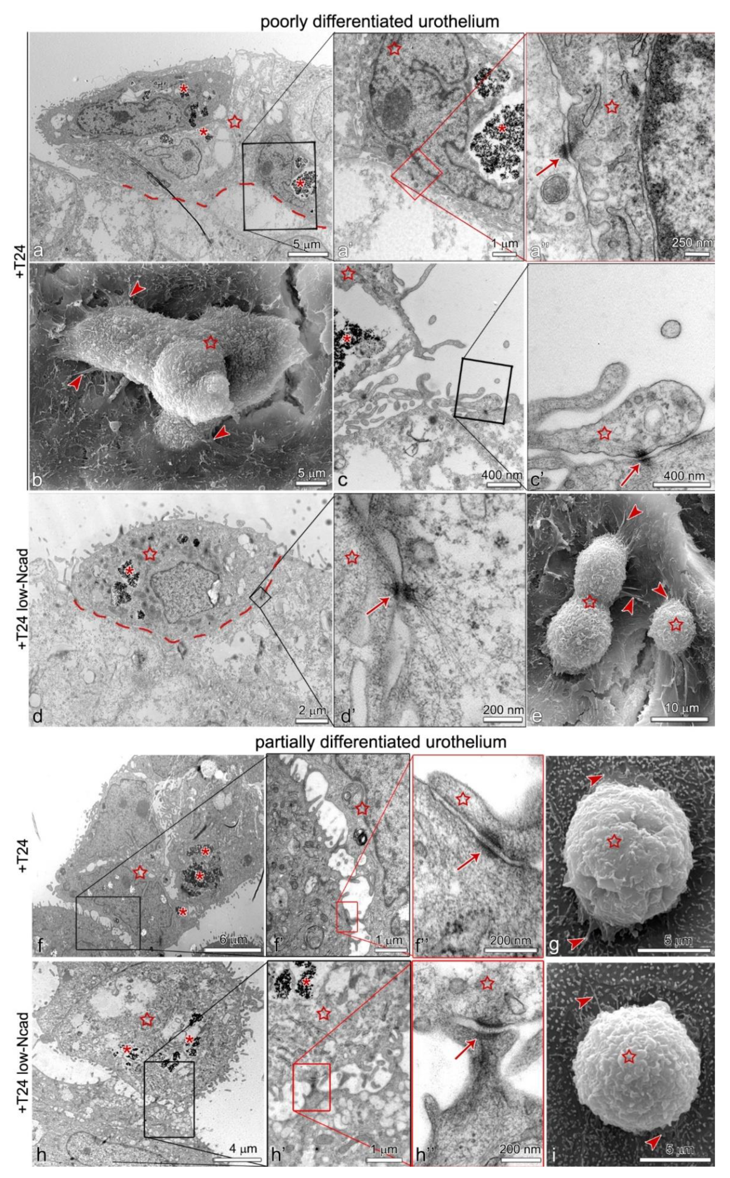 Ijms 22 05565 g005 Ijms 22 05565 g005