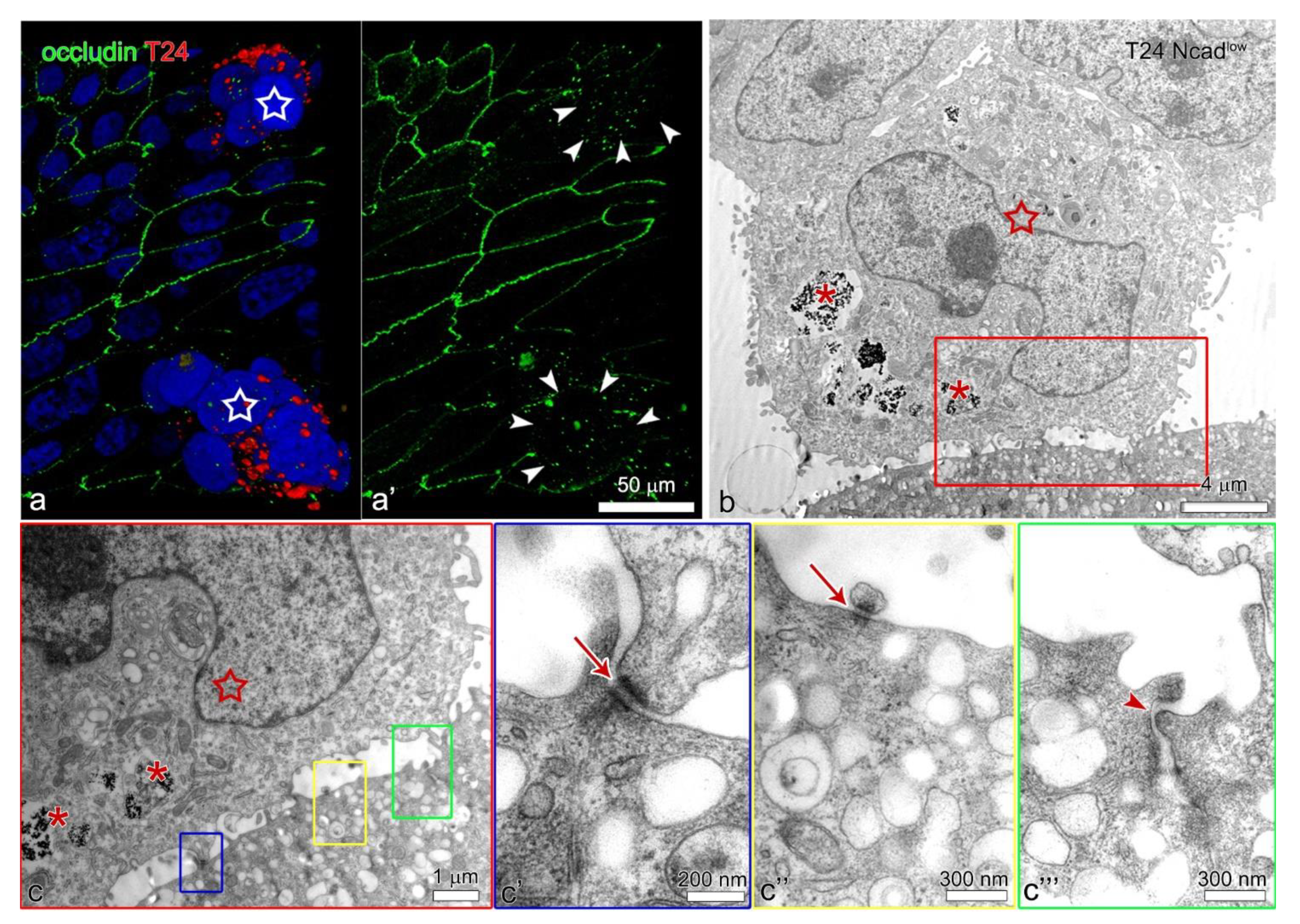 Ijms 22 05565 g006 Ijms 22 05565 g006