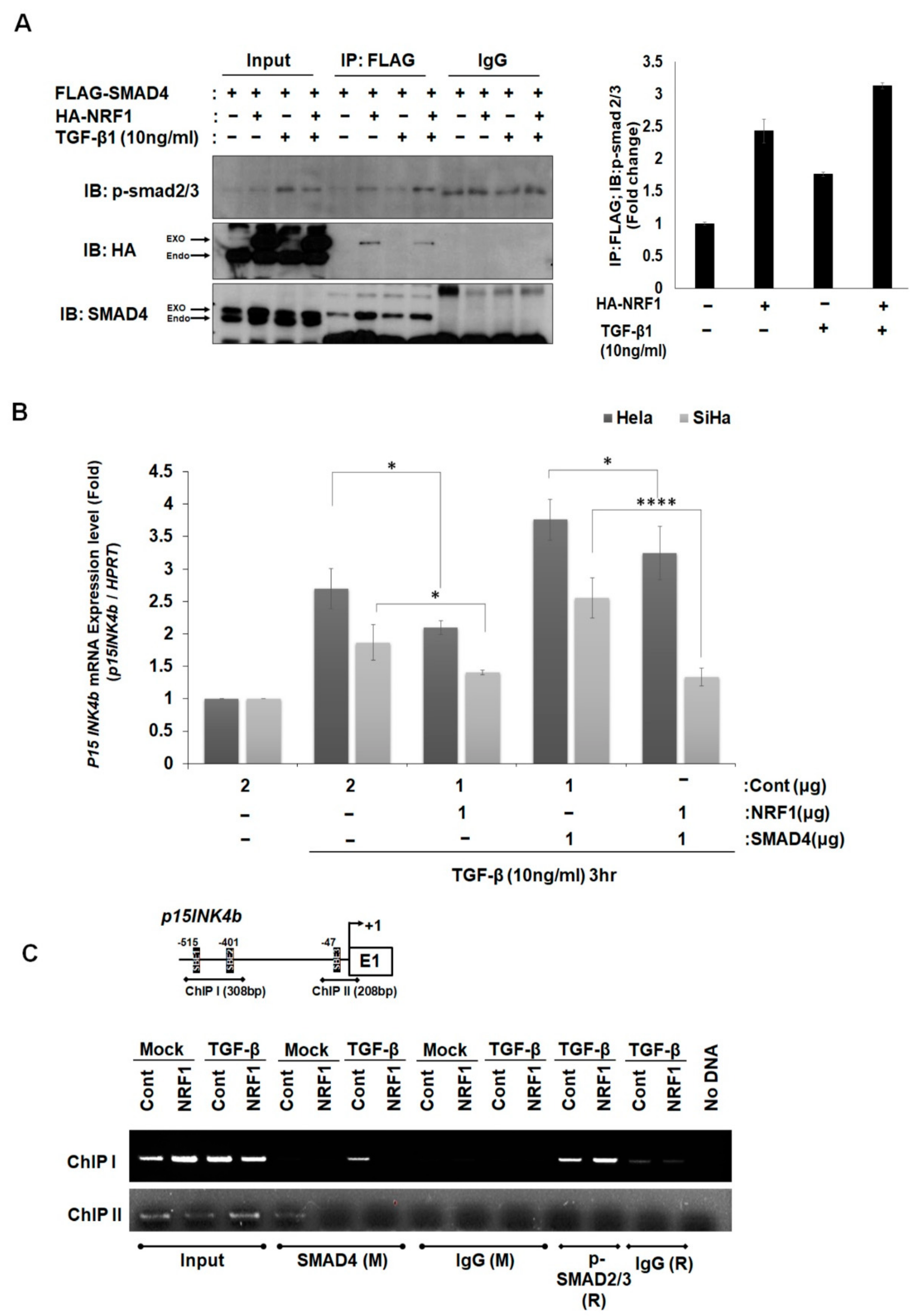 Ijms 22 05595 g004 Ijms 22 05595 g004
