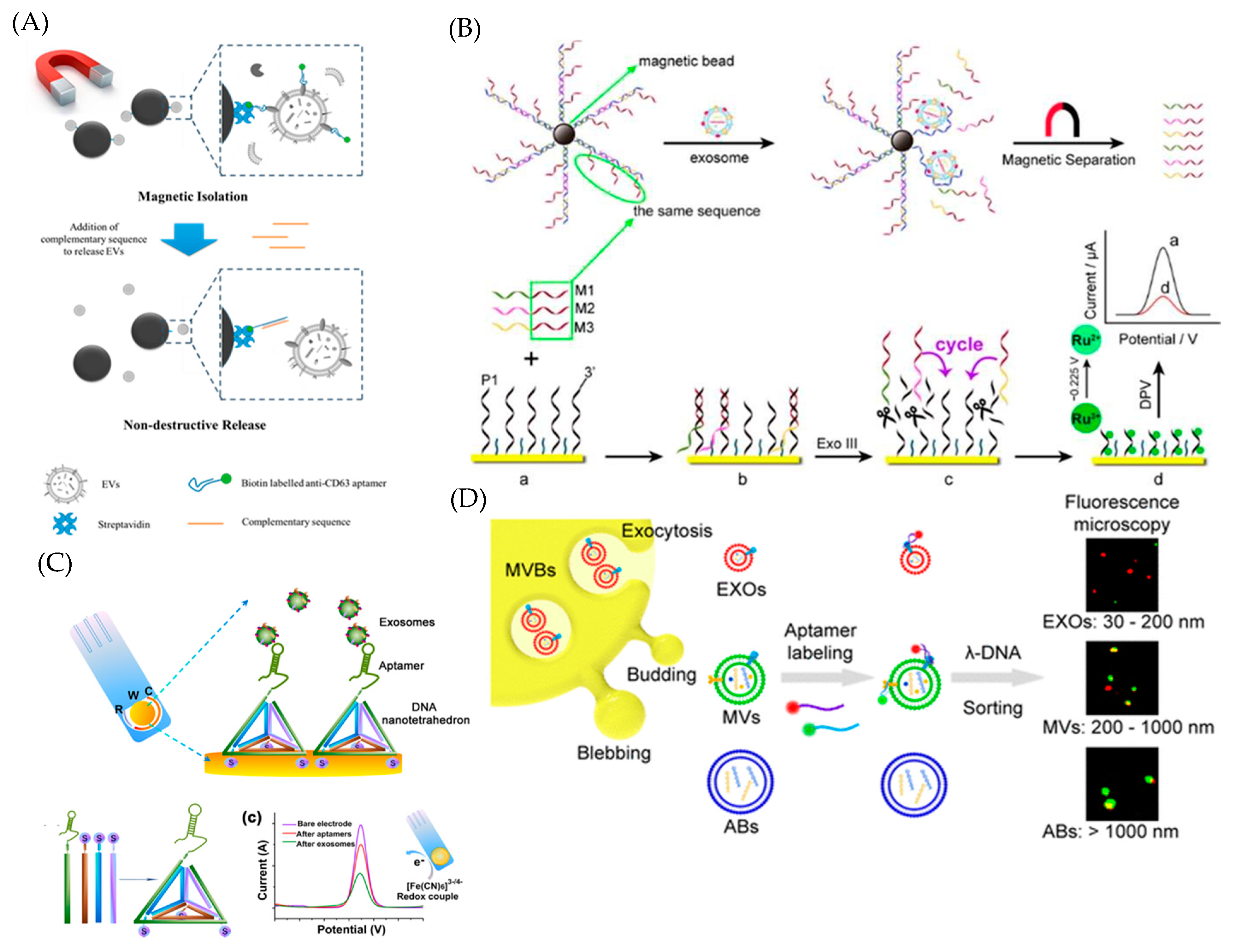 Ijms 22 05601 g004 Ijms 22 05601 g004