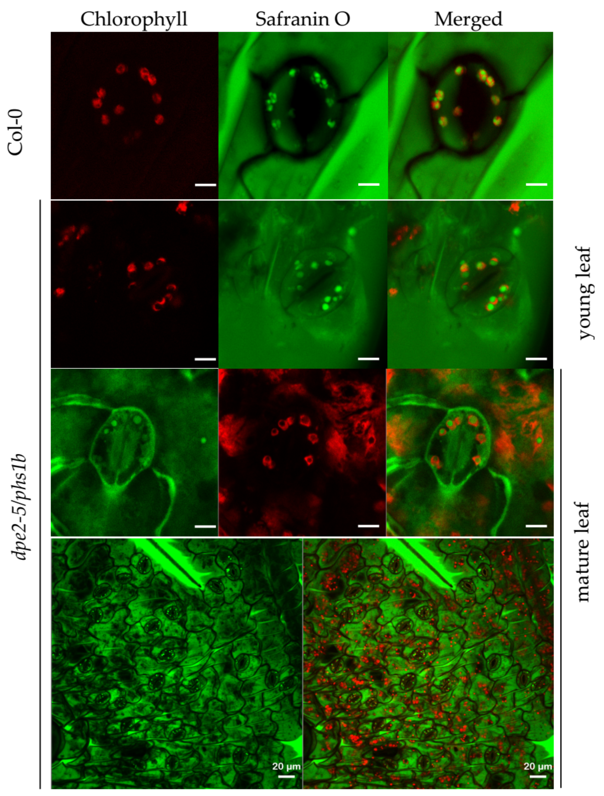 Ijms 22 05666 g005 Ijms 22 05666 g005