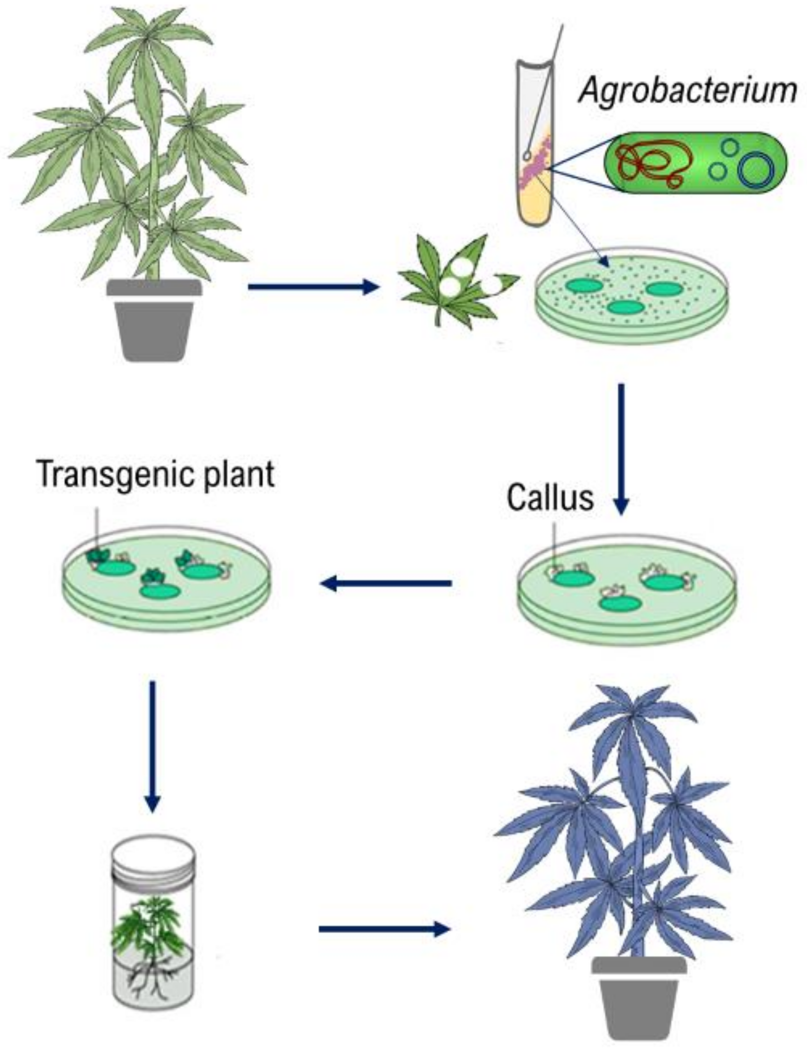 Ijms 22 05671 g006 Ijms 22 05671 g006