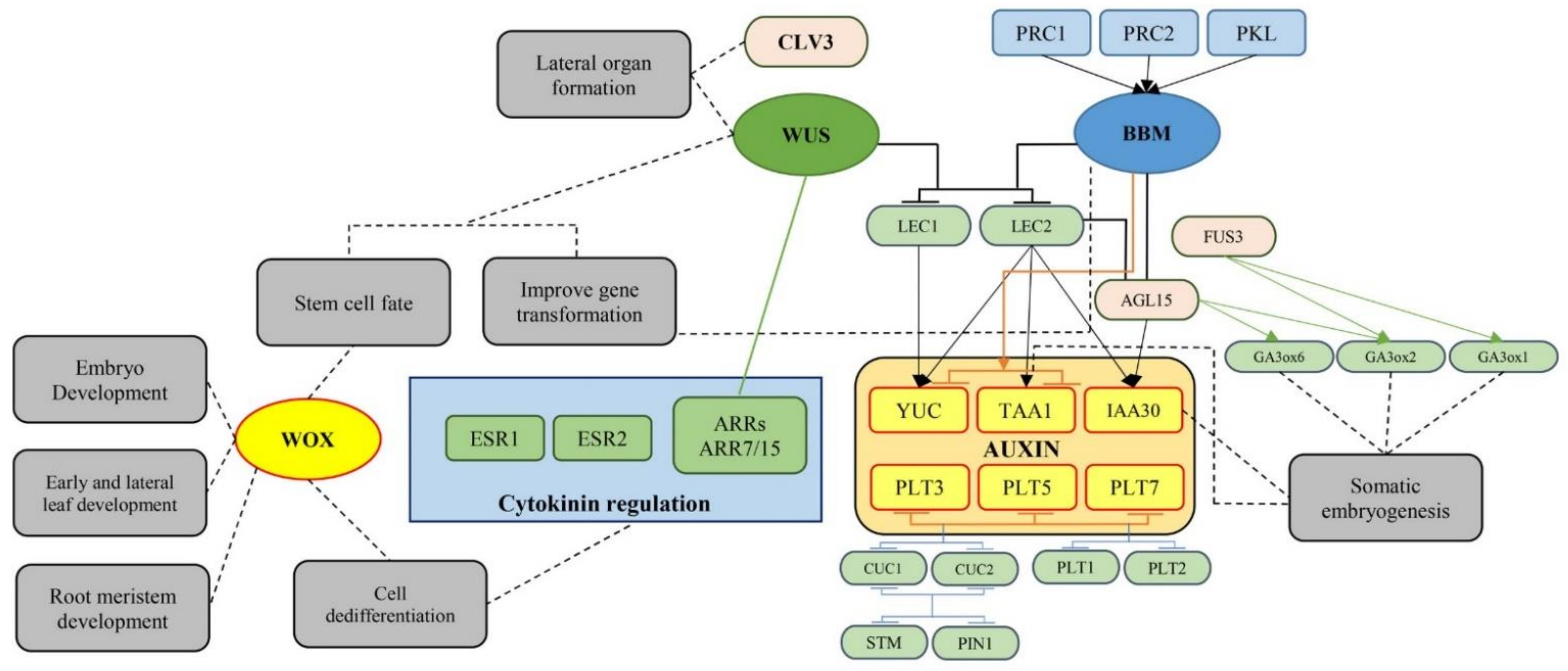 Ijms 22 05671 g007 Ijms 22 05671 g007