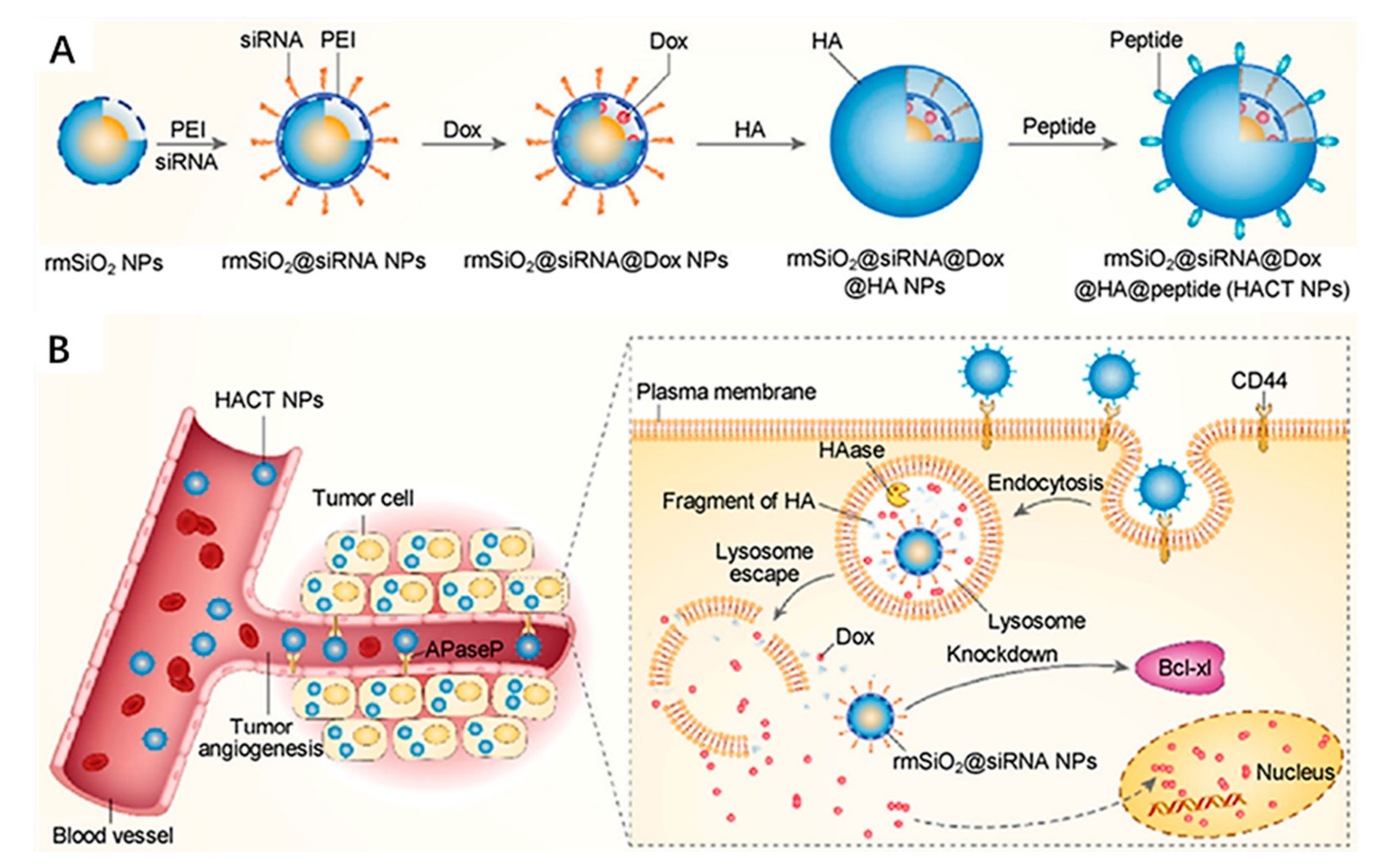 Ijms 22 05698 g002 Ijms 22 05698 g002