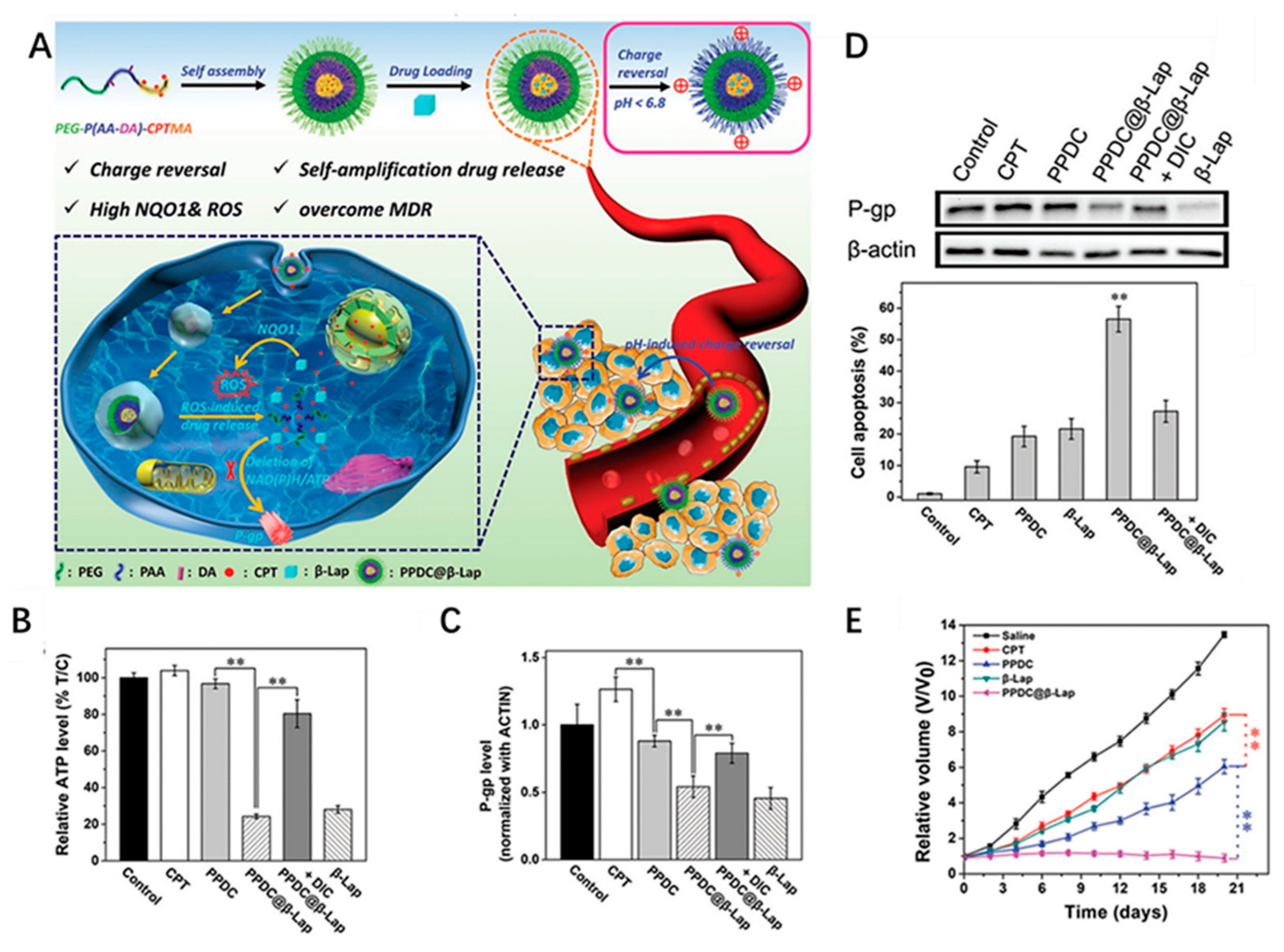 Ijms 22 05698 g004 Ijms 22 05698 g004