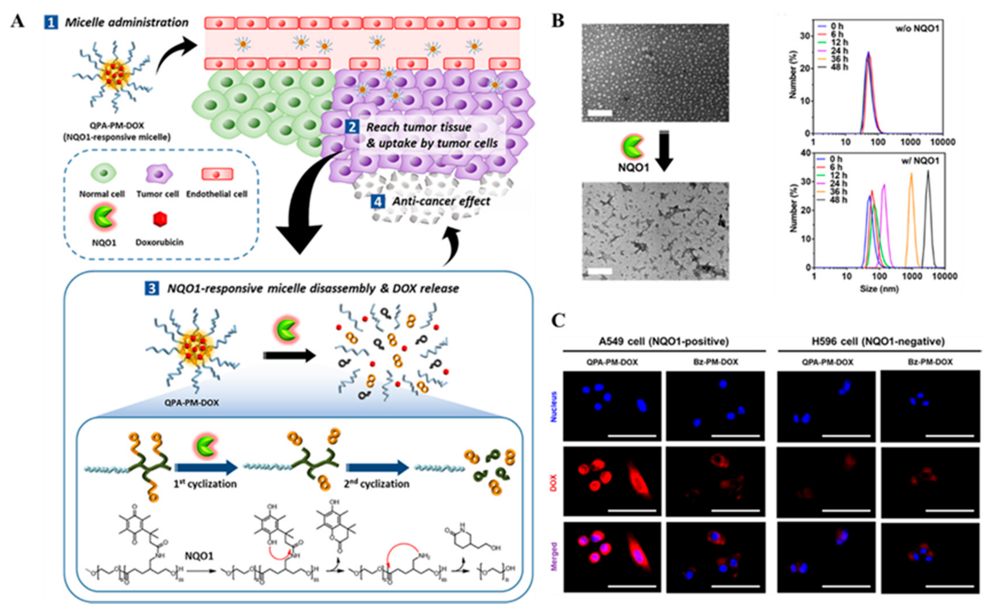 Ijms 22 05698 g005 Ijms 22 05698 g005