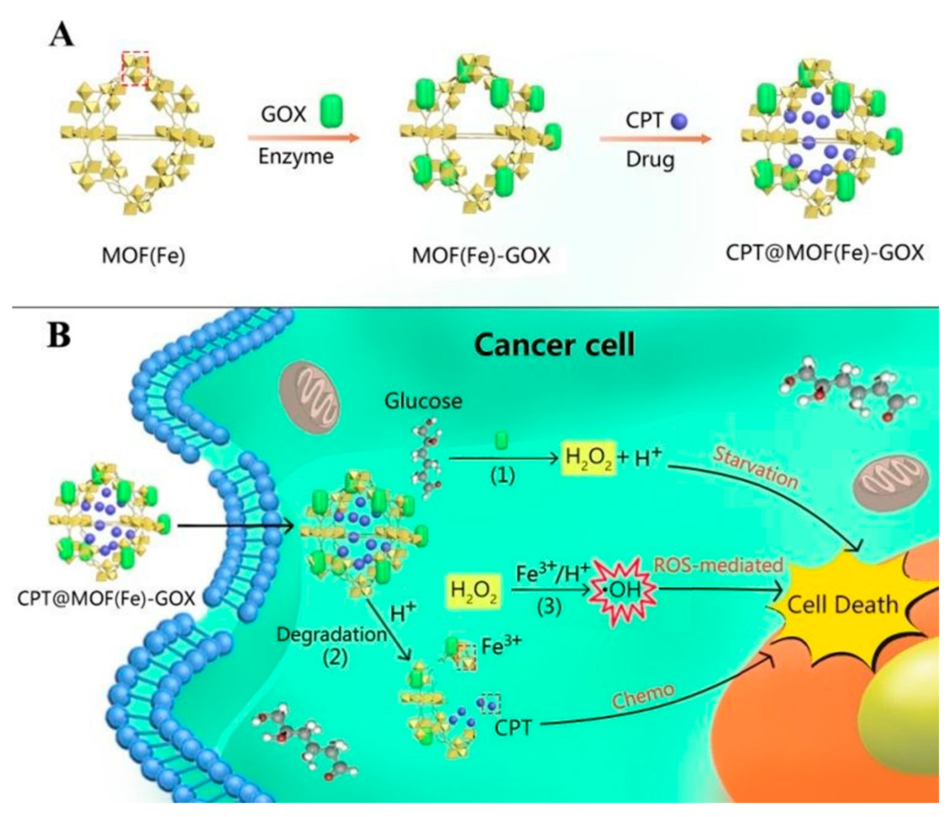 Ijms 22 05698 g007 Ijms 22 05698 g007