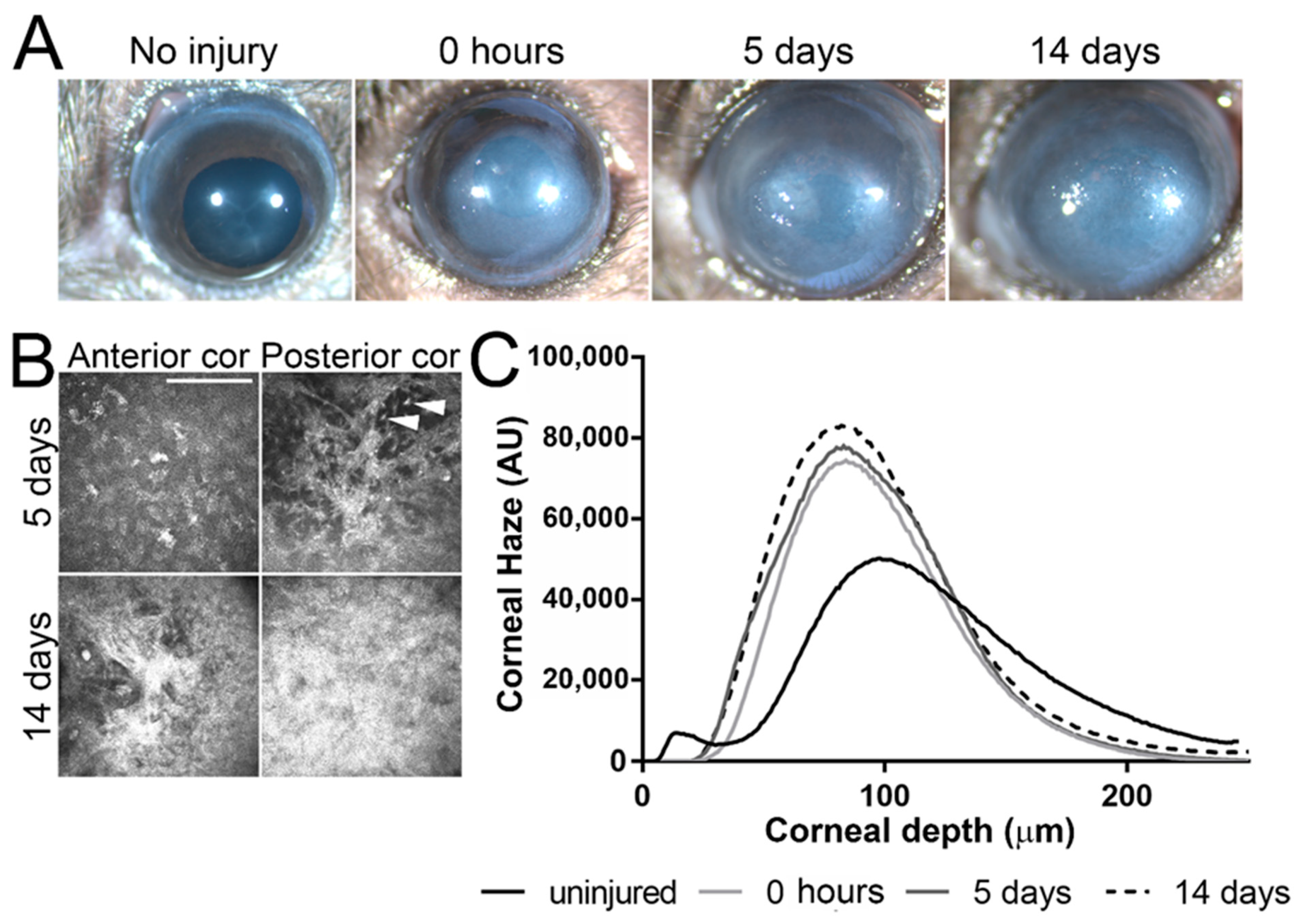 Ijms 22 05708 g001 Ijms 22 05708 g001