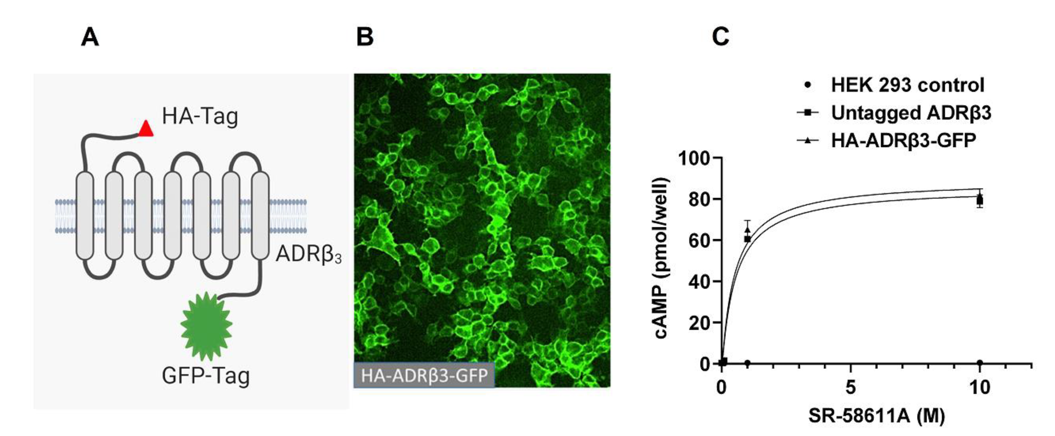 Ijms 22 05721 g001 Ijms 22 05721 g001