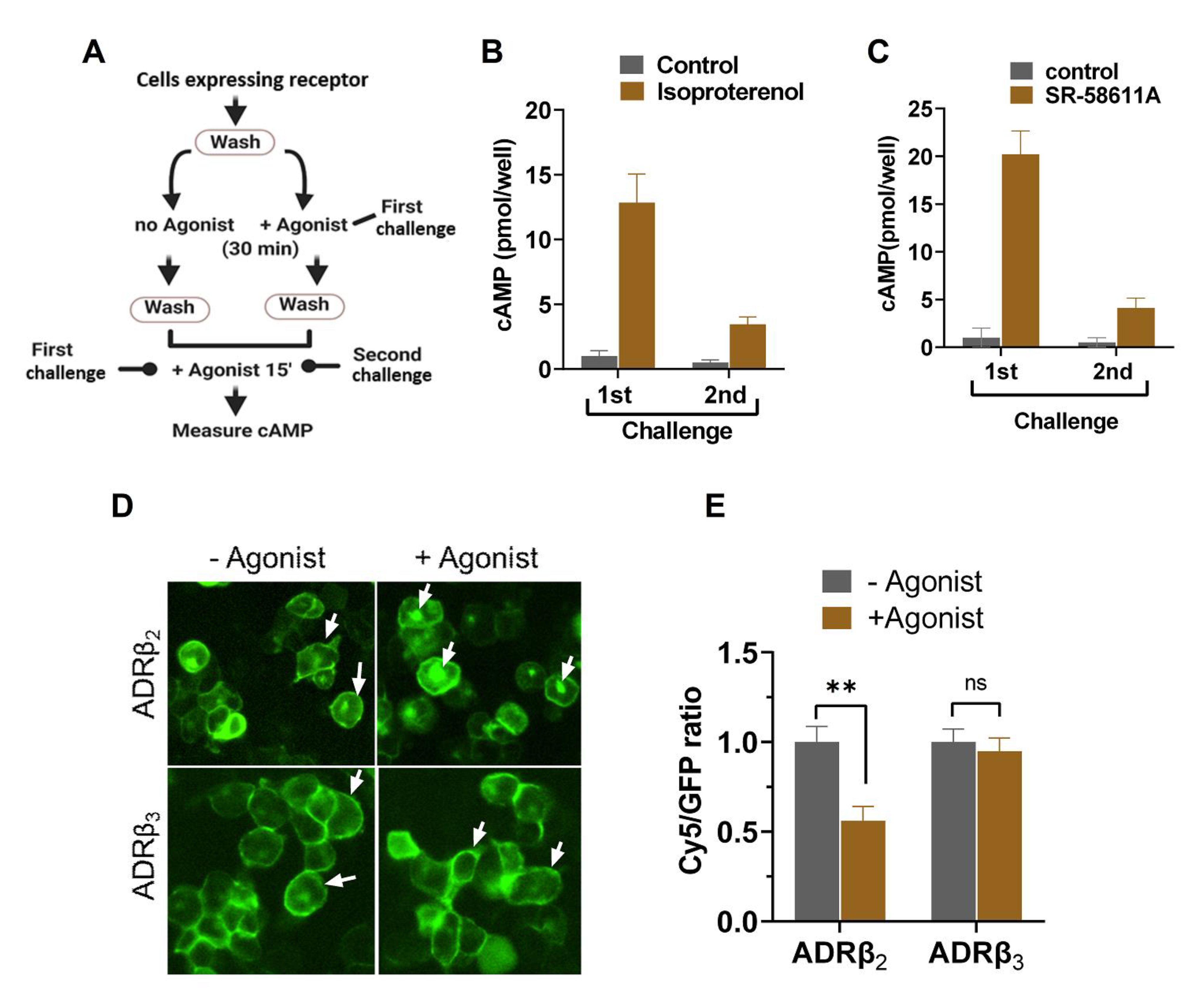 Ijms 22 05721 g004 Ijms 22 05721 g004