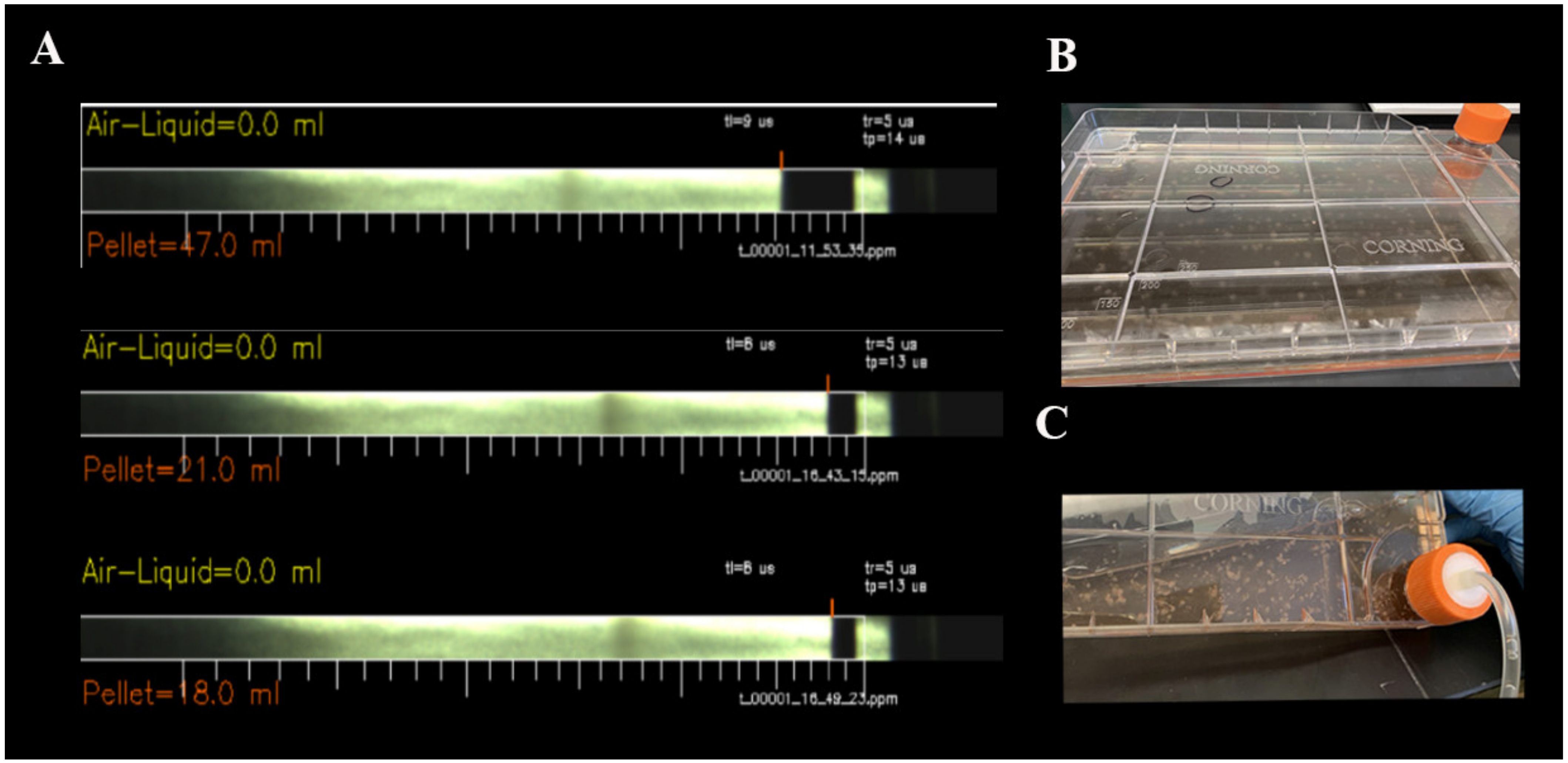 Ijms 22 05728 g002 Ijms 22 05728 g002