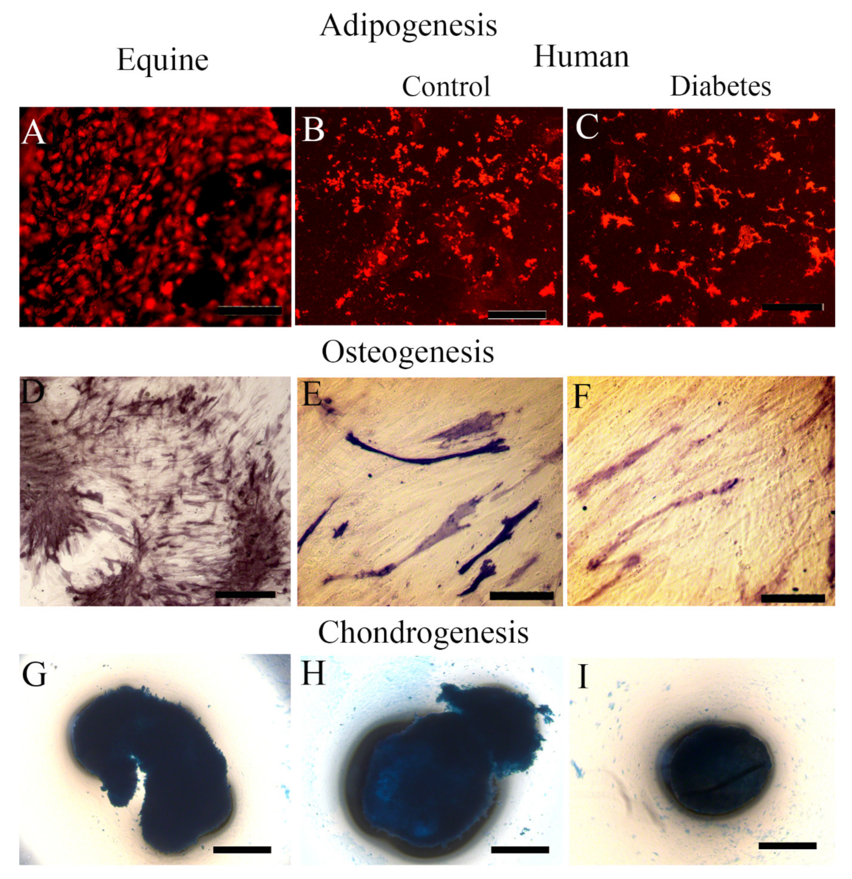 Ijms 22 05728 g006 Ijms 22 05728 g006