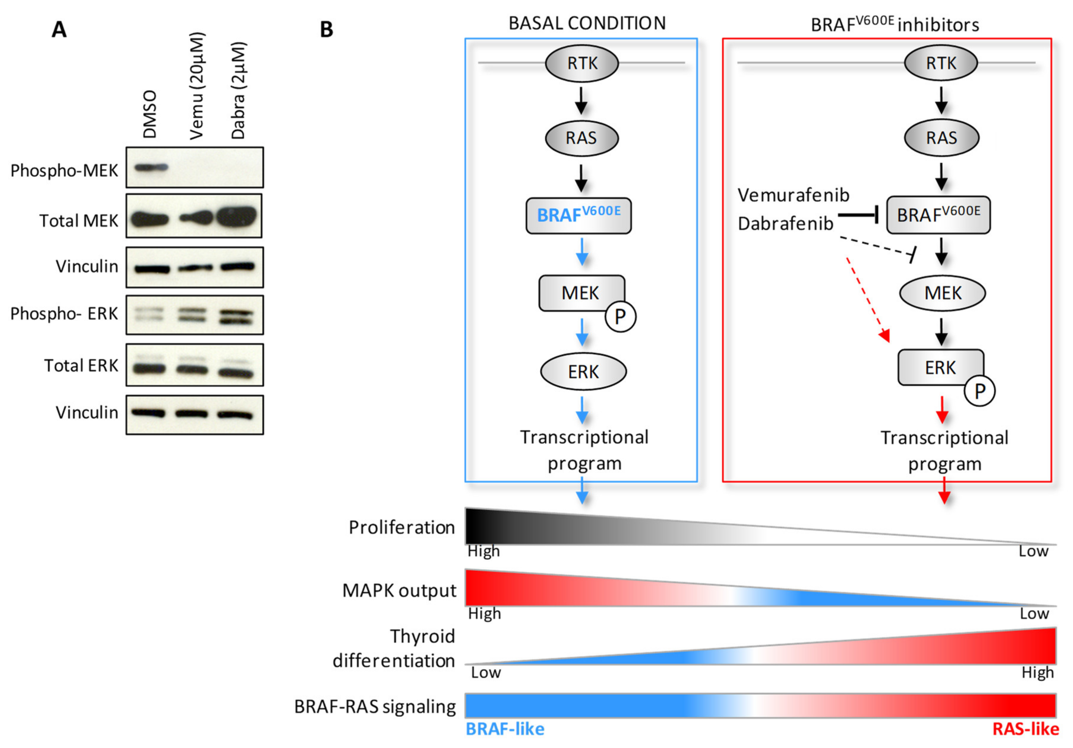 Ijms 22 05744 g007 Ijms 22 05744 g007