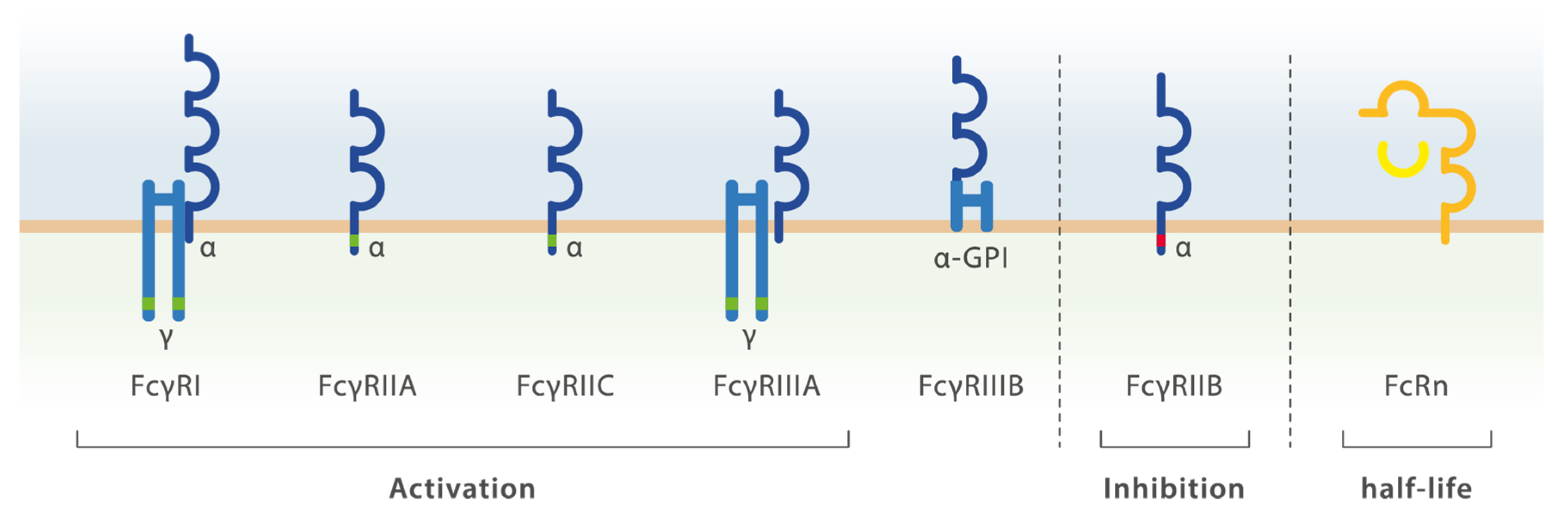 Ijms 22 05755 g003 Ijms 22 05755 g003