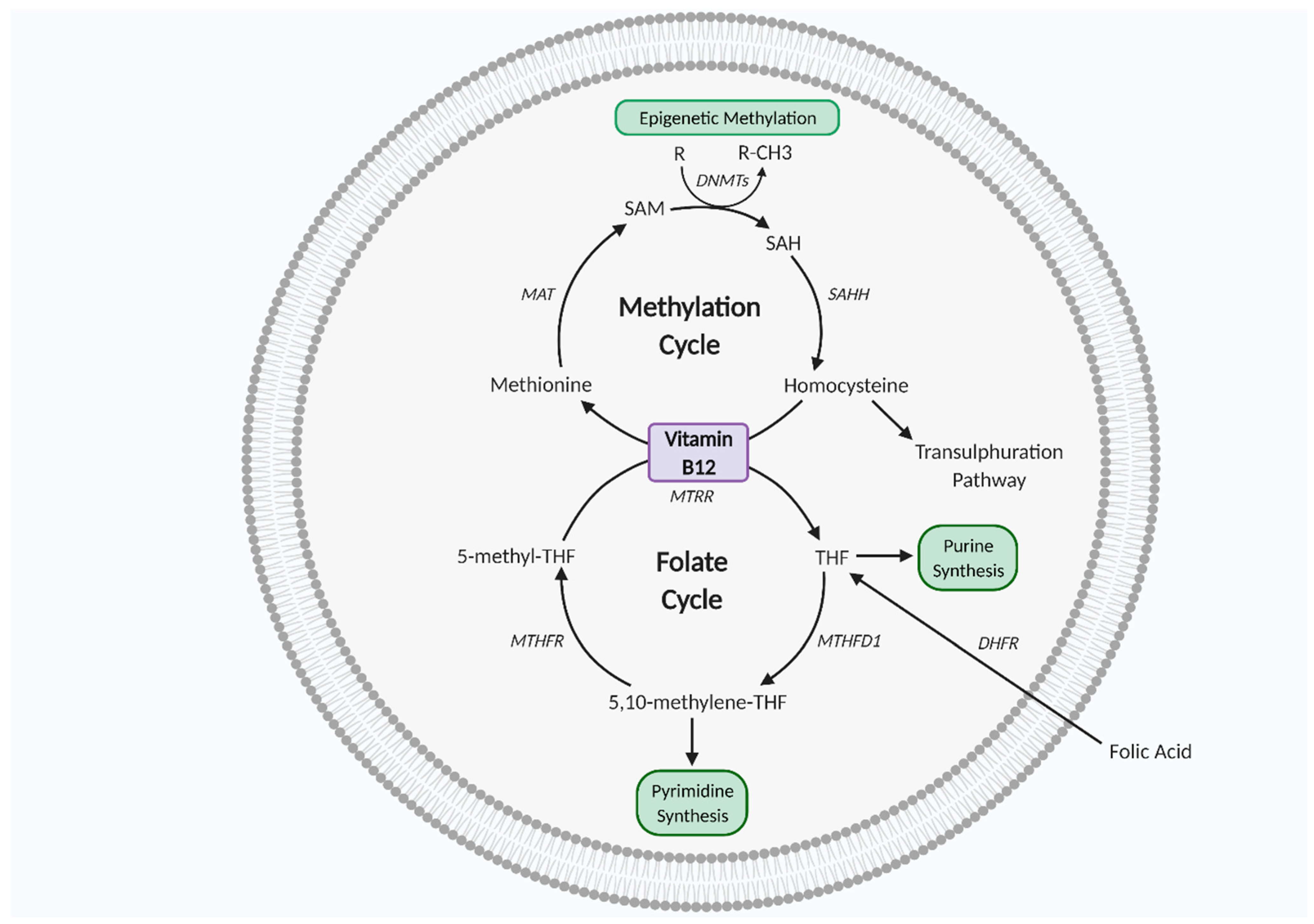 Ijms 22 05759 g002 Ijms 22 05759 g002