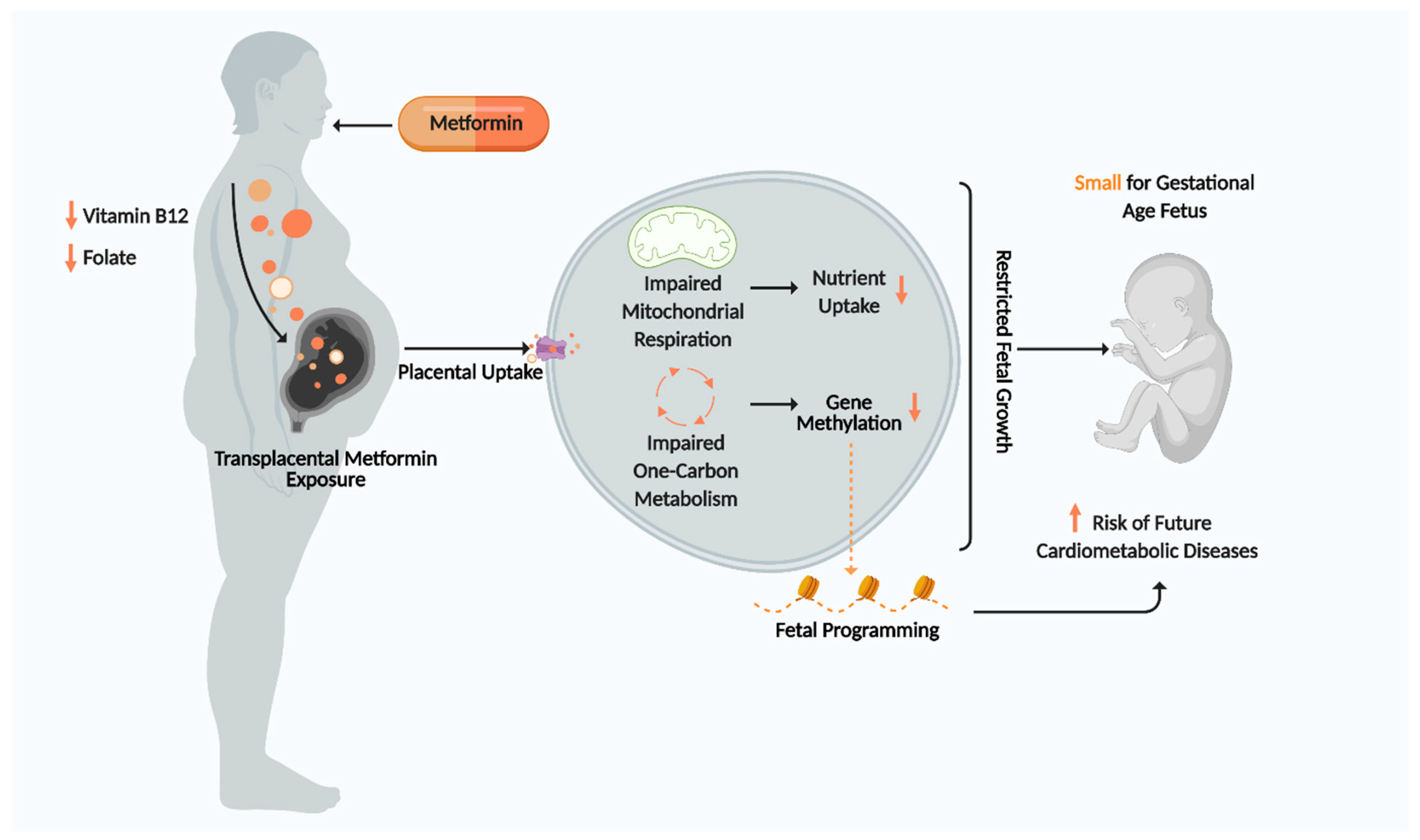 Ijms 22 05759 g004 Ijms 22 05759 g004