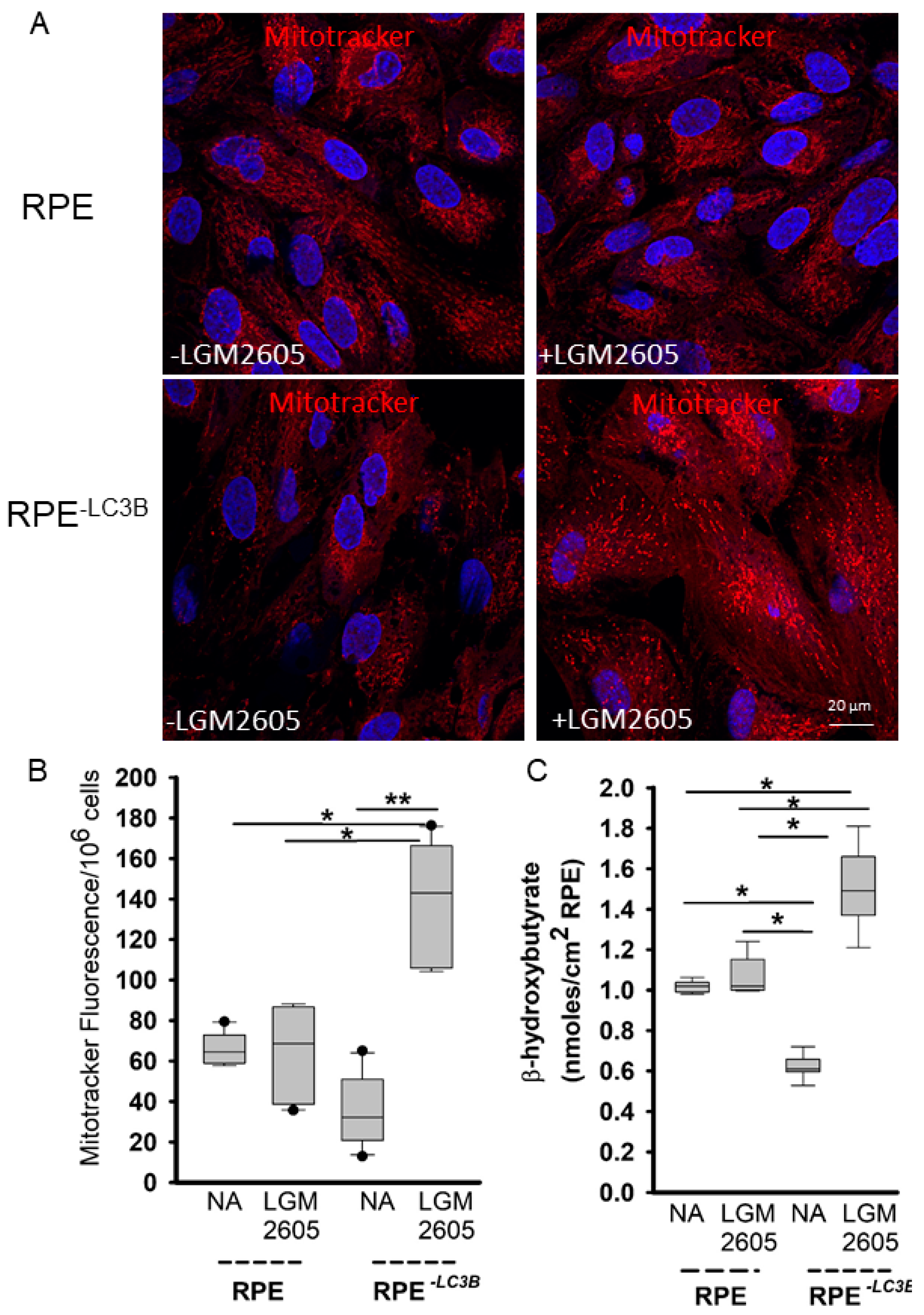 Ijms 22 05764 g004 Ijms 22 05764 g004