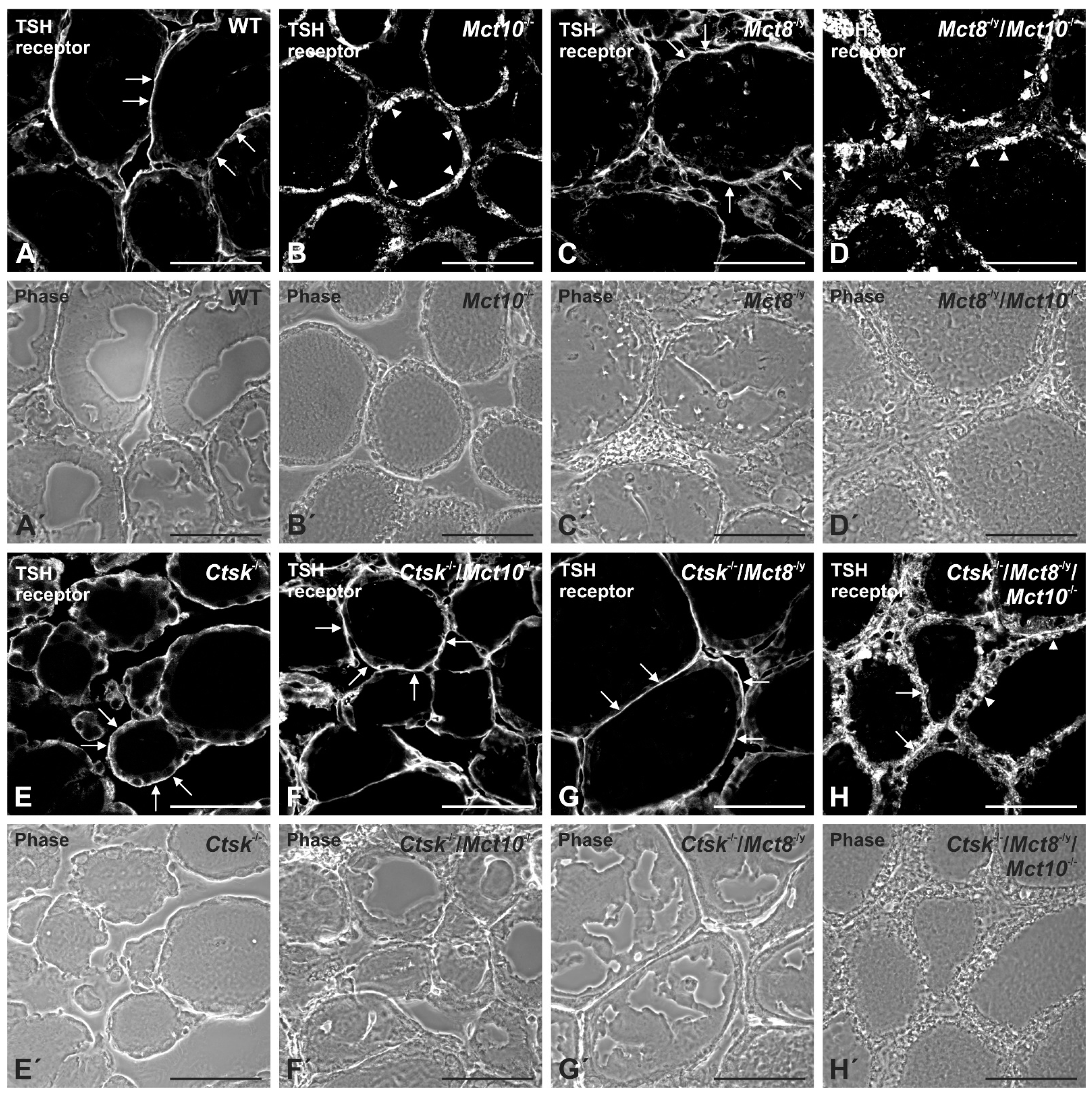 Ijms 22 05776 g002 Ijms 22 05776 g002