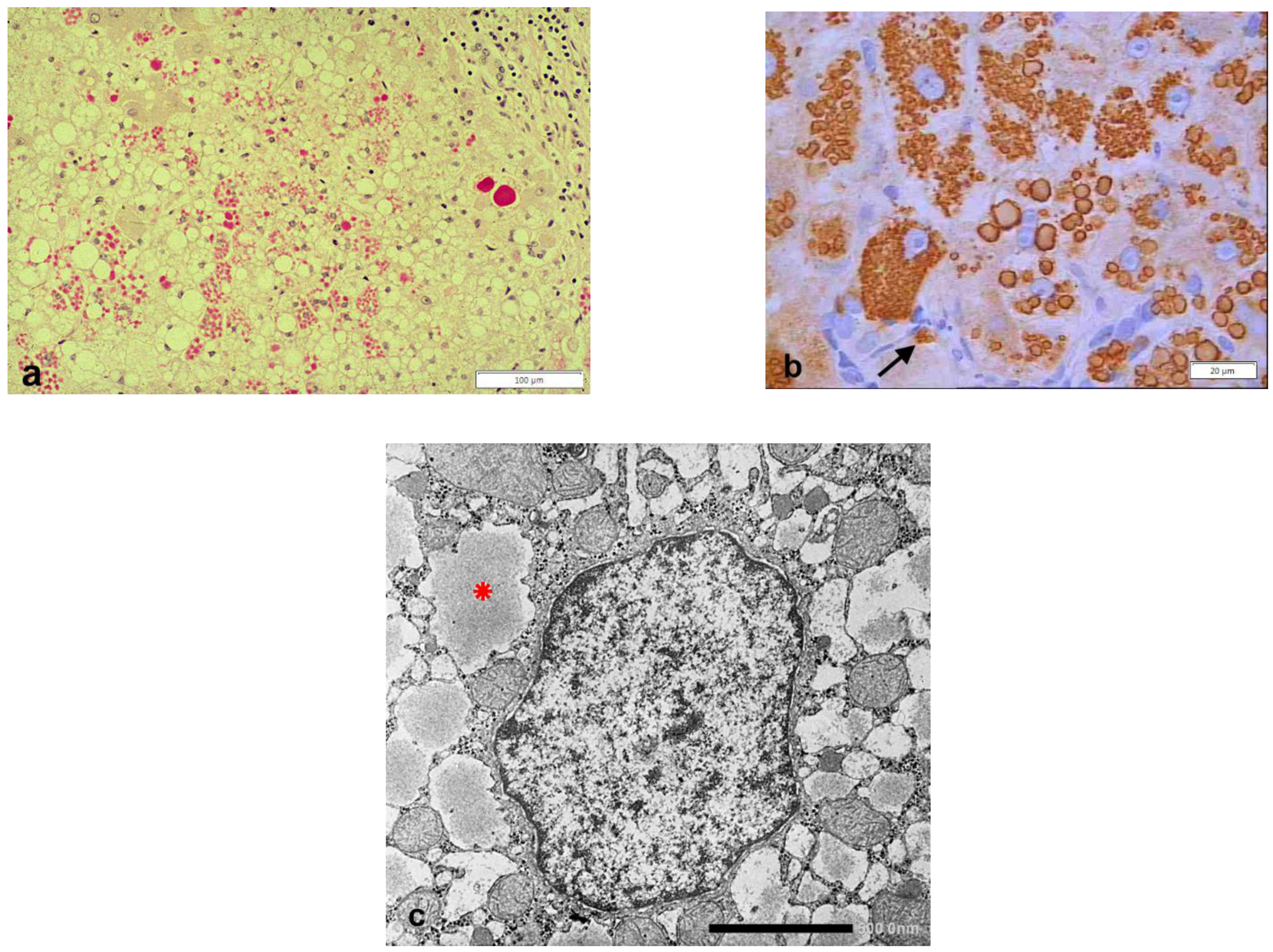 Ijms 22 05778 g001 Ijms 22 05778 g001