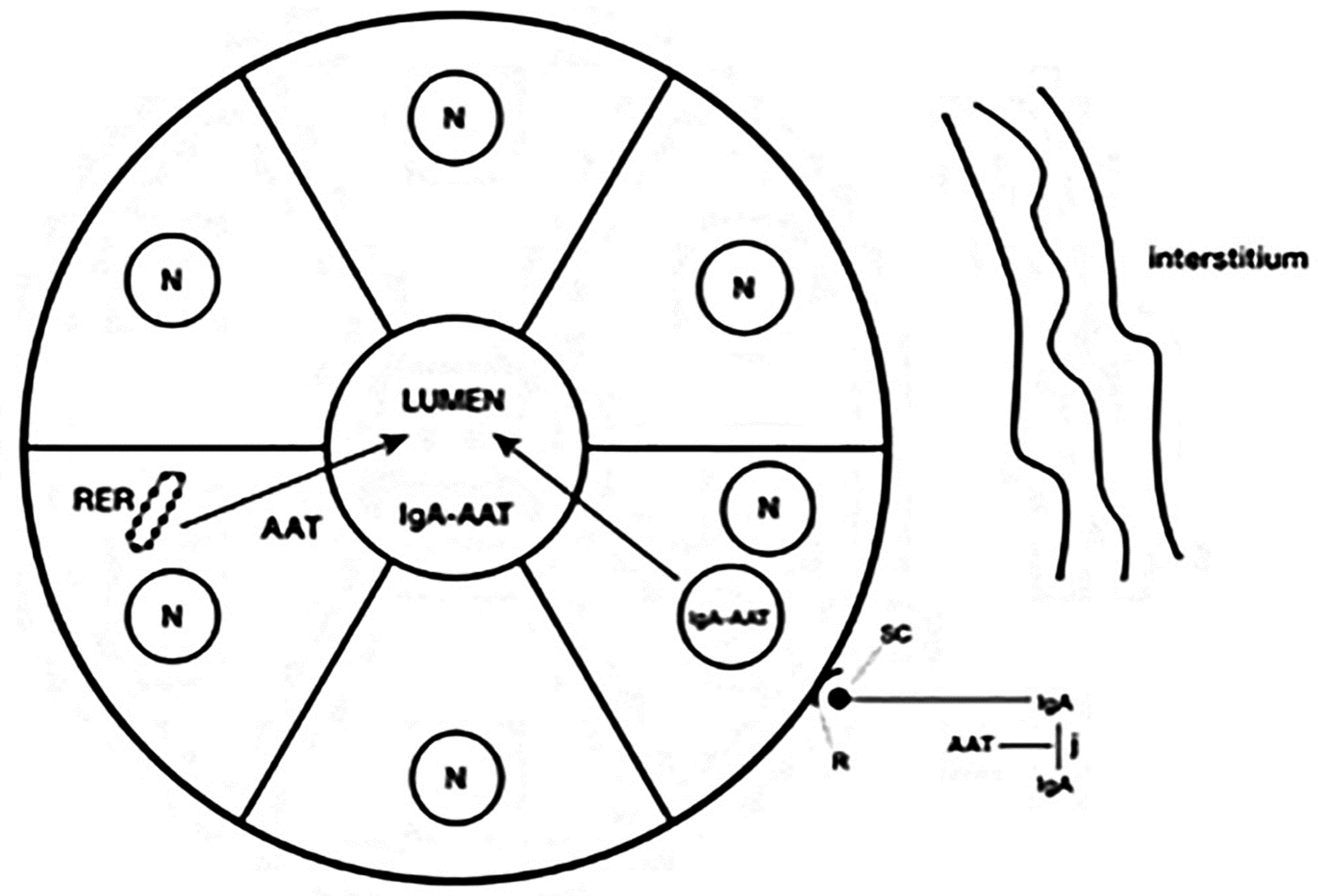 Ijms 22 05778 g004 Ijms 22 05778 g004