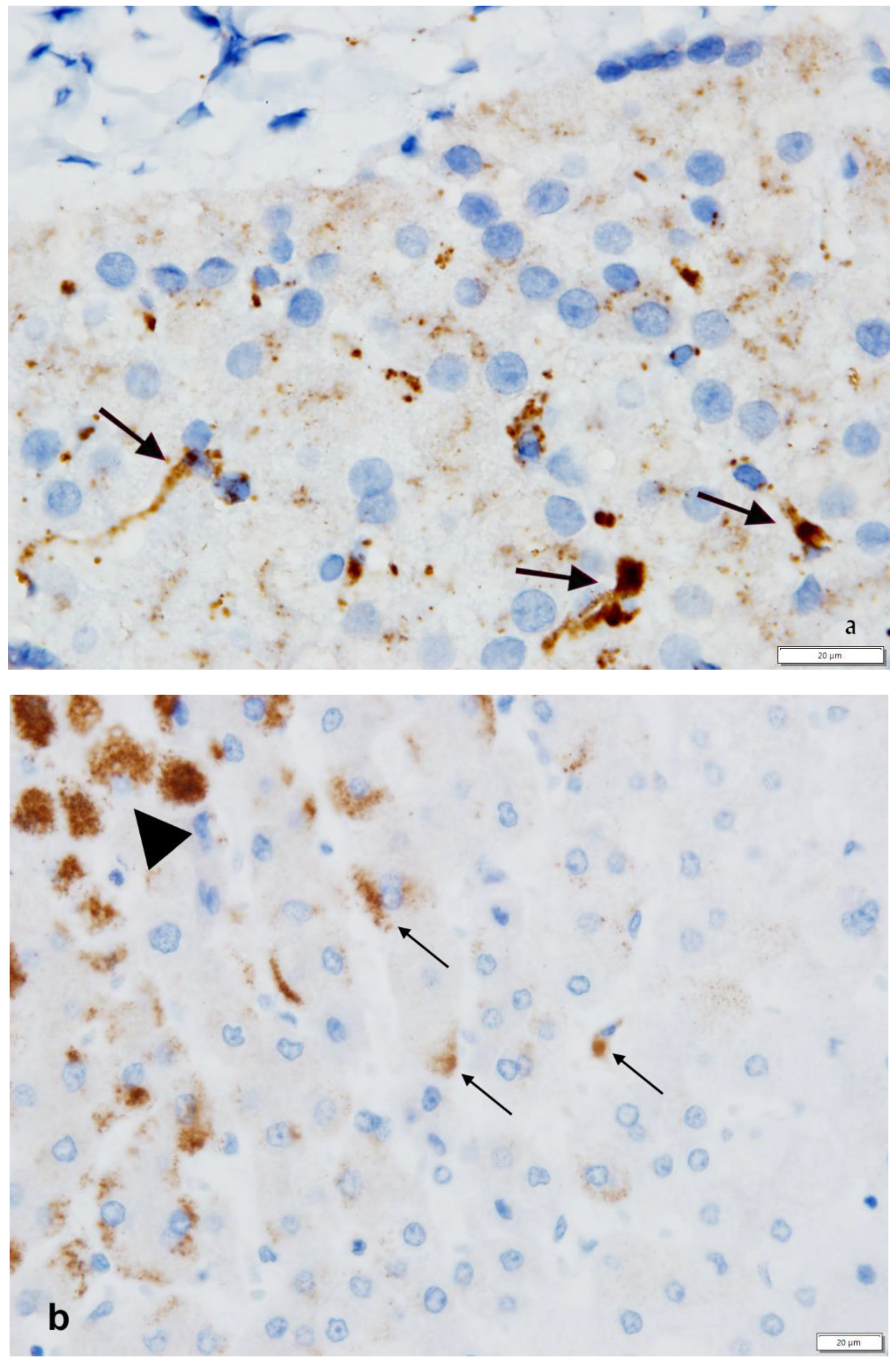 Ijms 22 05778 g005 Ijms 22 05778 g005