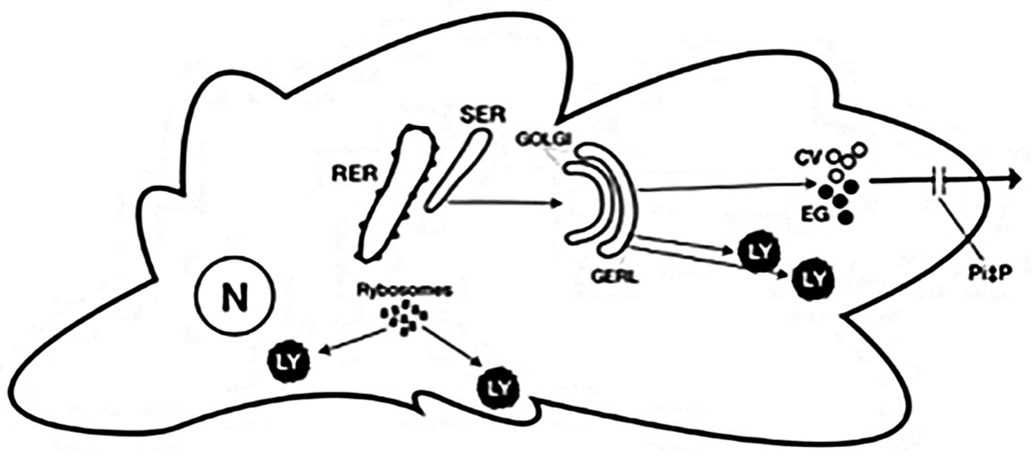 Ijms 22 05778 g007 Ijms 22 05778 g007