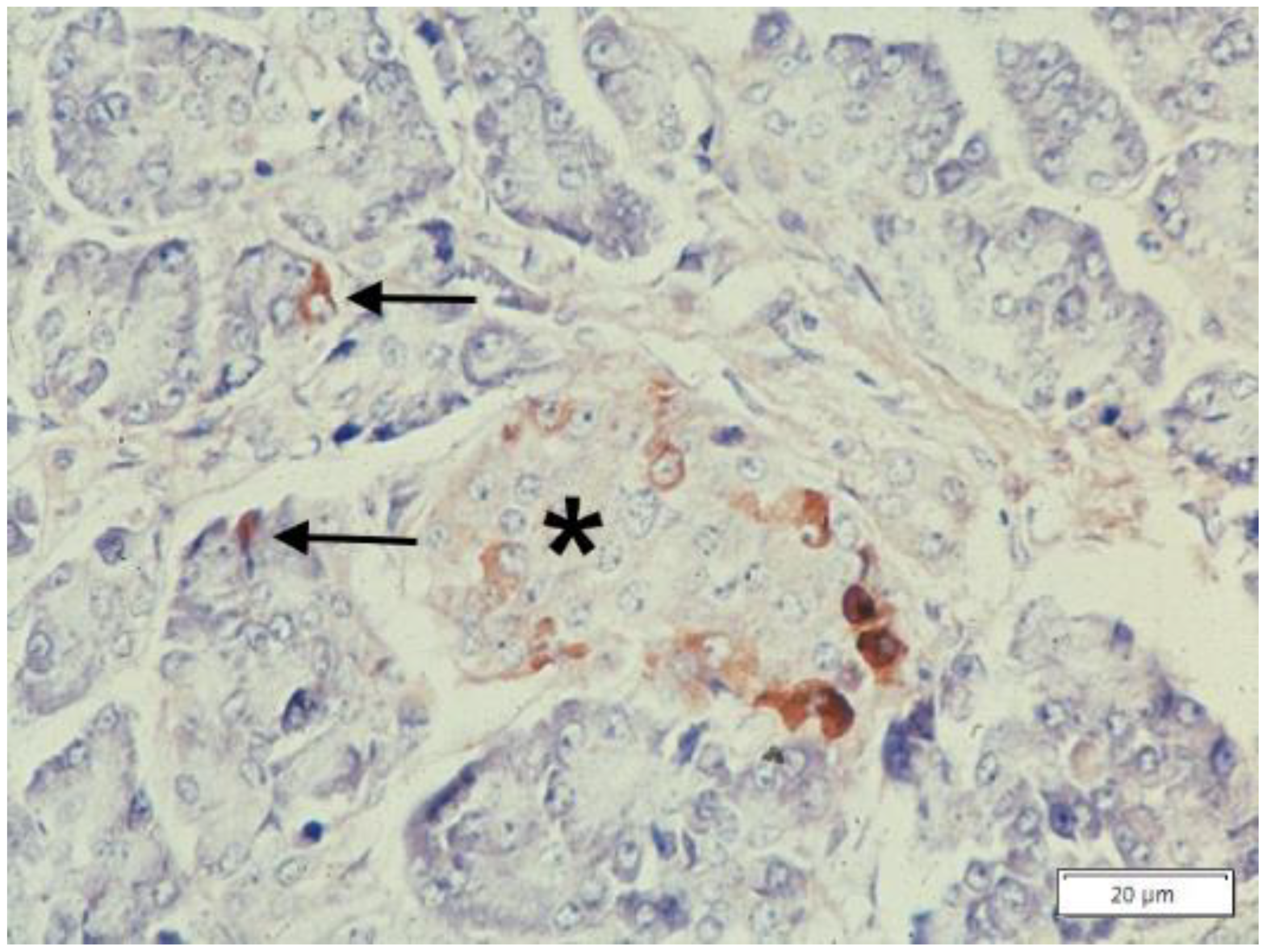 Ijms 22 05778 g008 Ijms 22 05778 g008