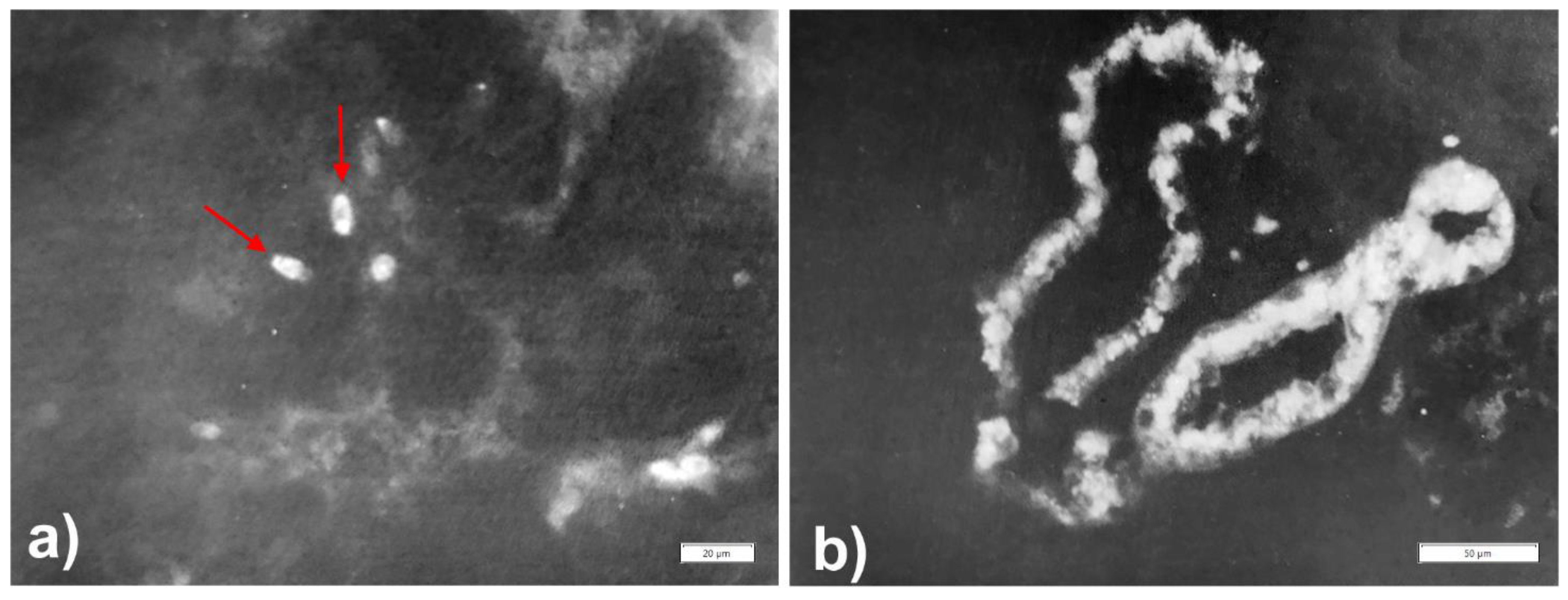 Ijms 22 05778 g011 Ijms 22 05778 g011