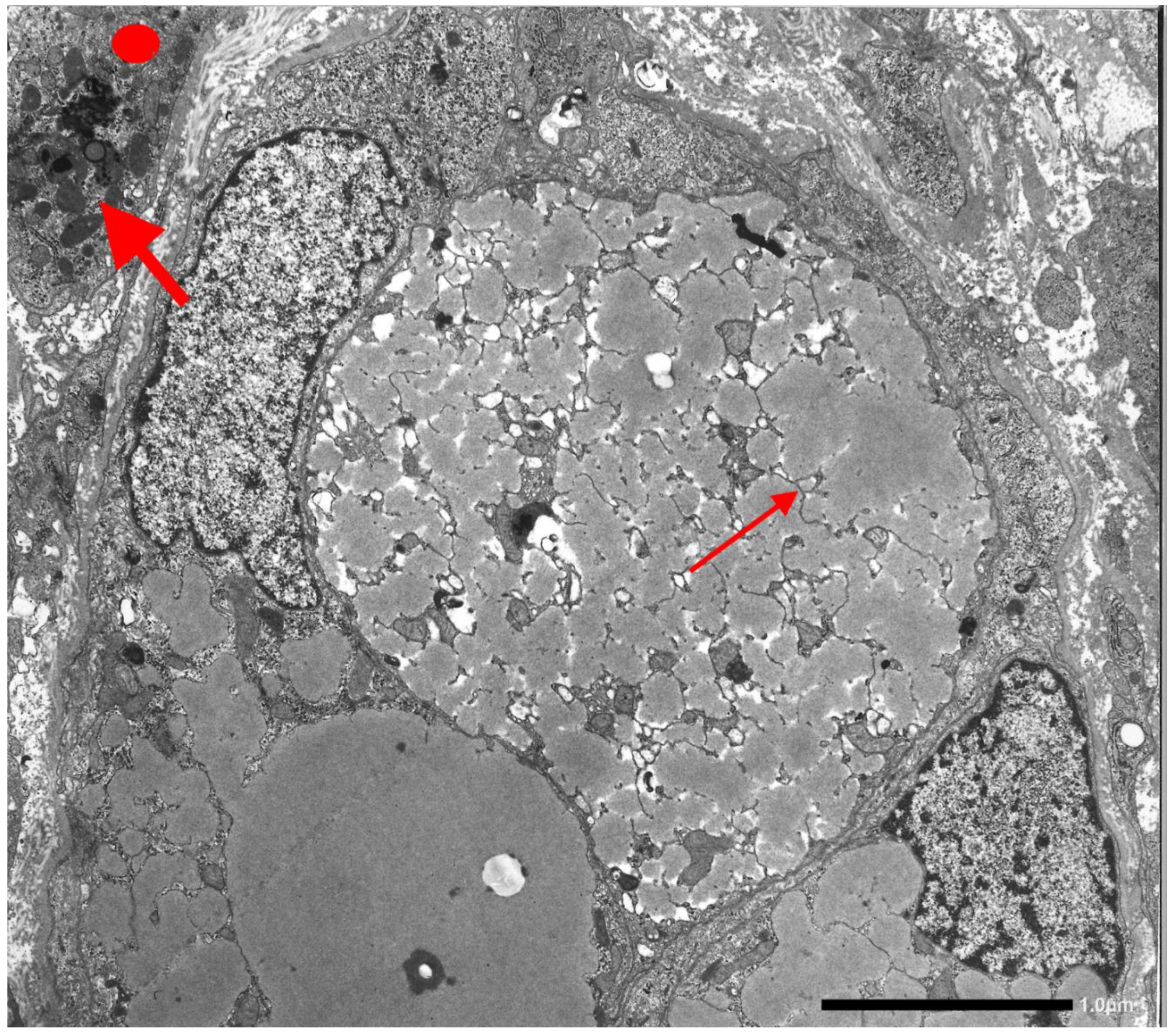 Ijms 22 05778 g012 Ijms 22 05778 g012