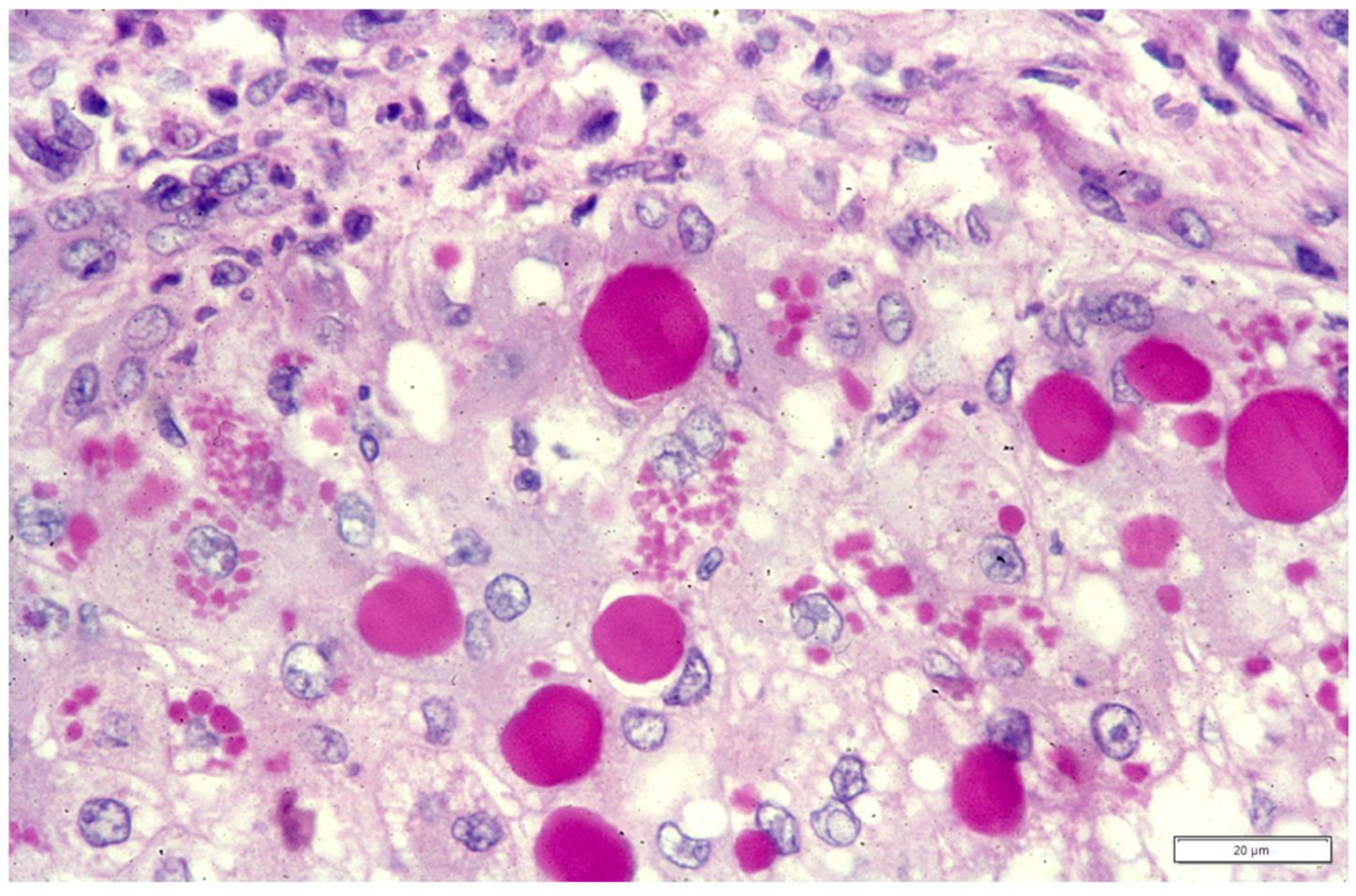 Ijms 22 05778 g013 Ijms 22 05778 g013