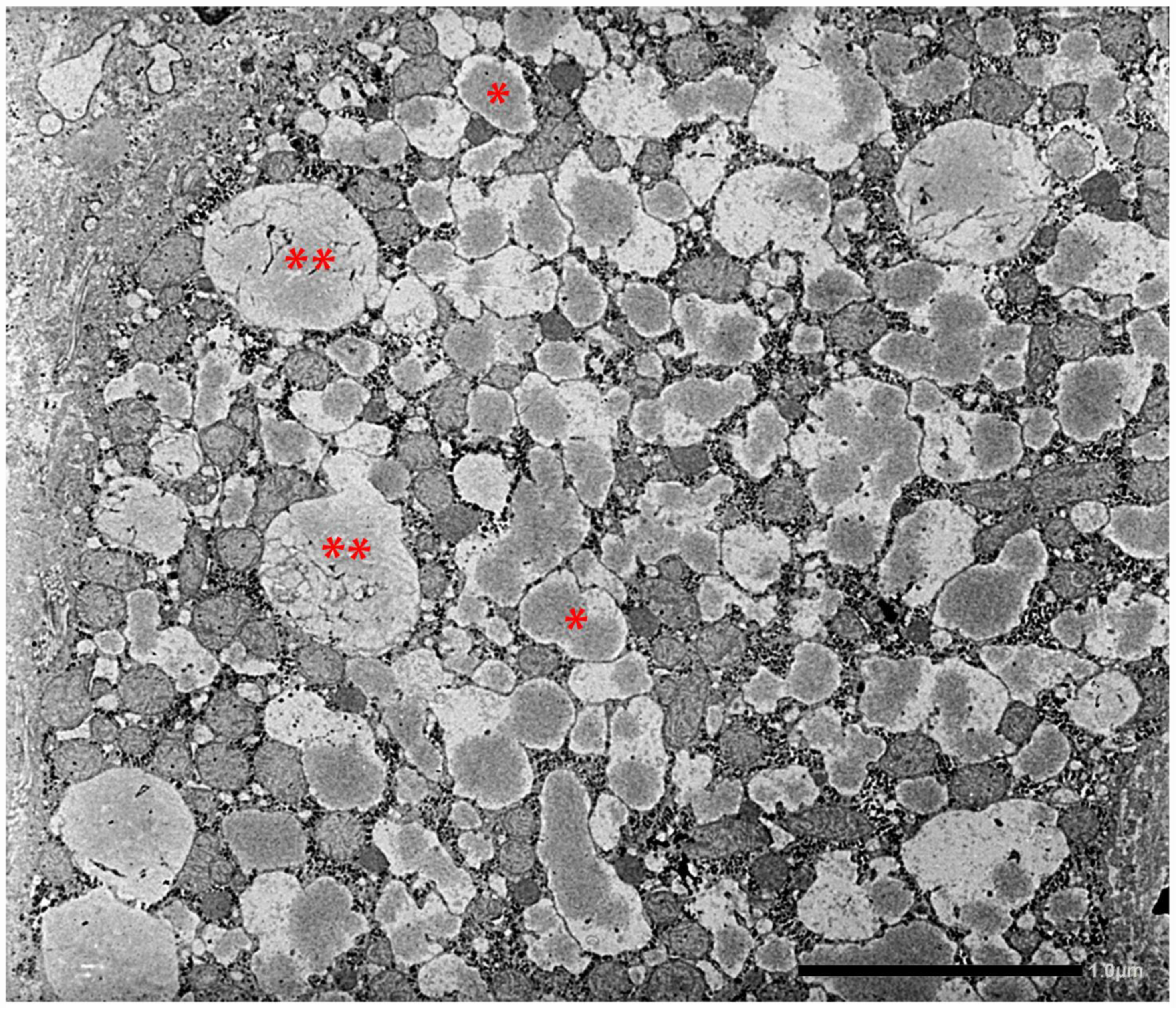 Ijms 22 05778 g015 Ijms 22 05778 g015