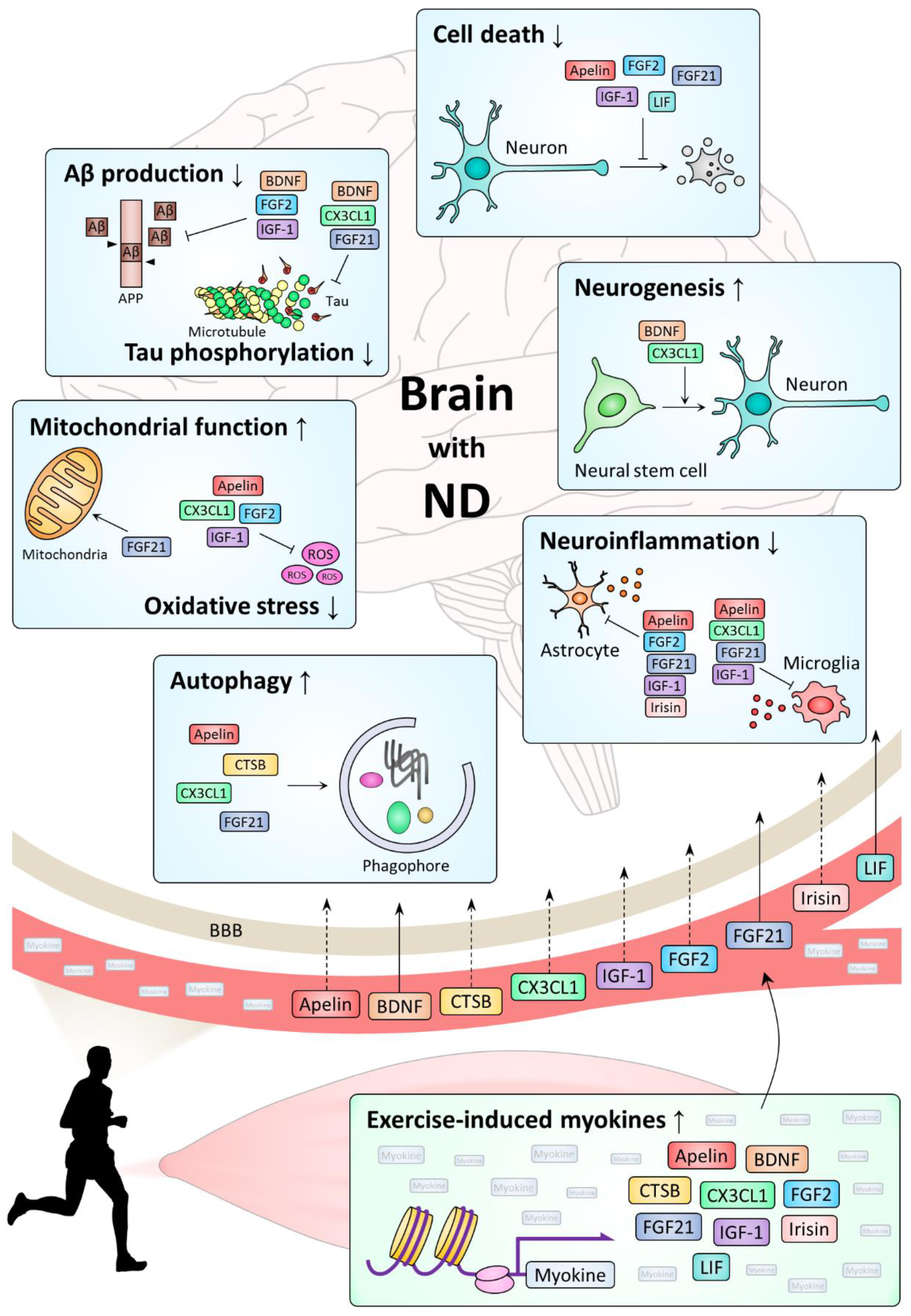 Ijms 22 05795 g001 Ijms 22 05795 g001