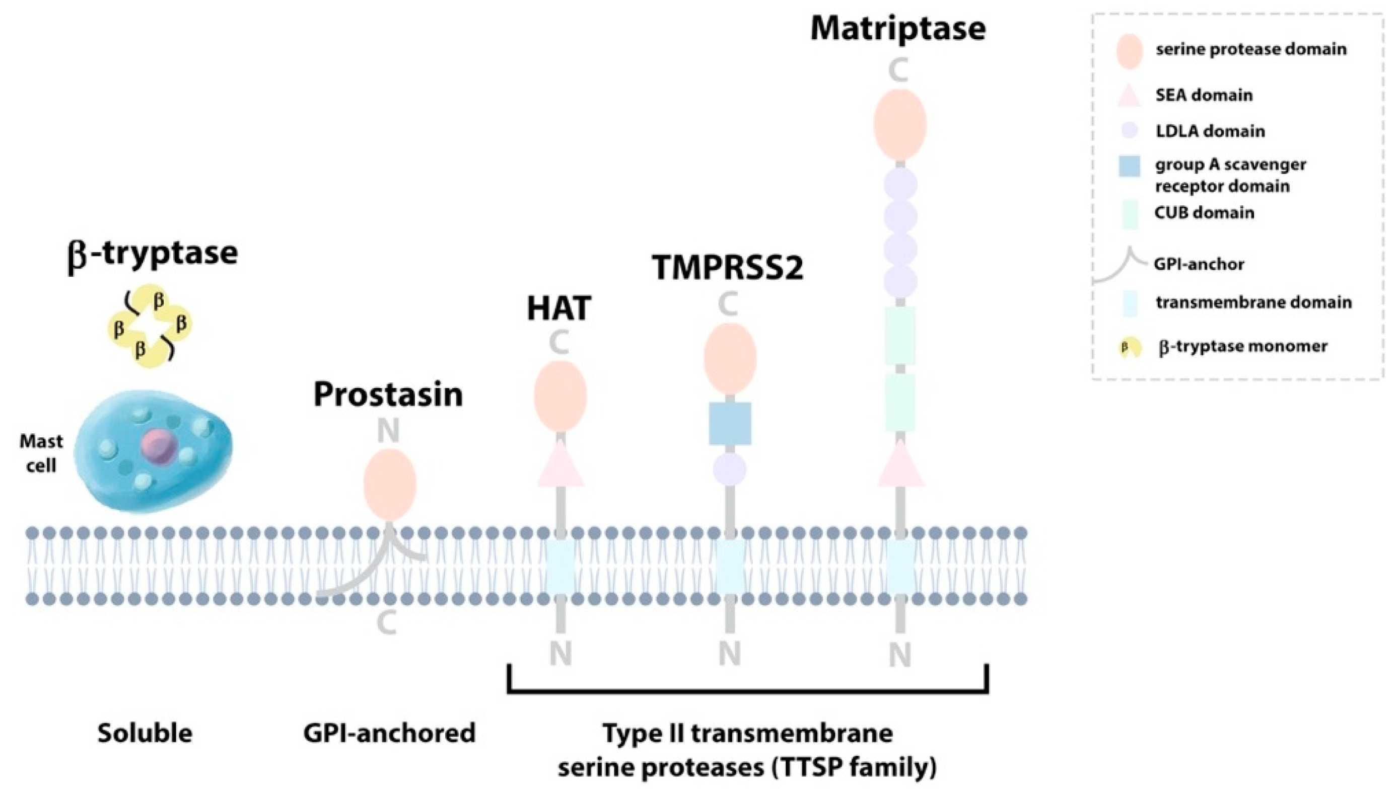Ijms 22 05817 g001 Ijms 22 05817 g001