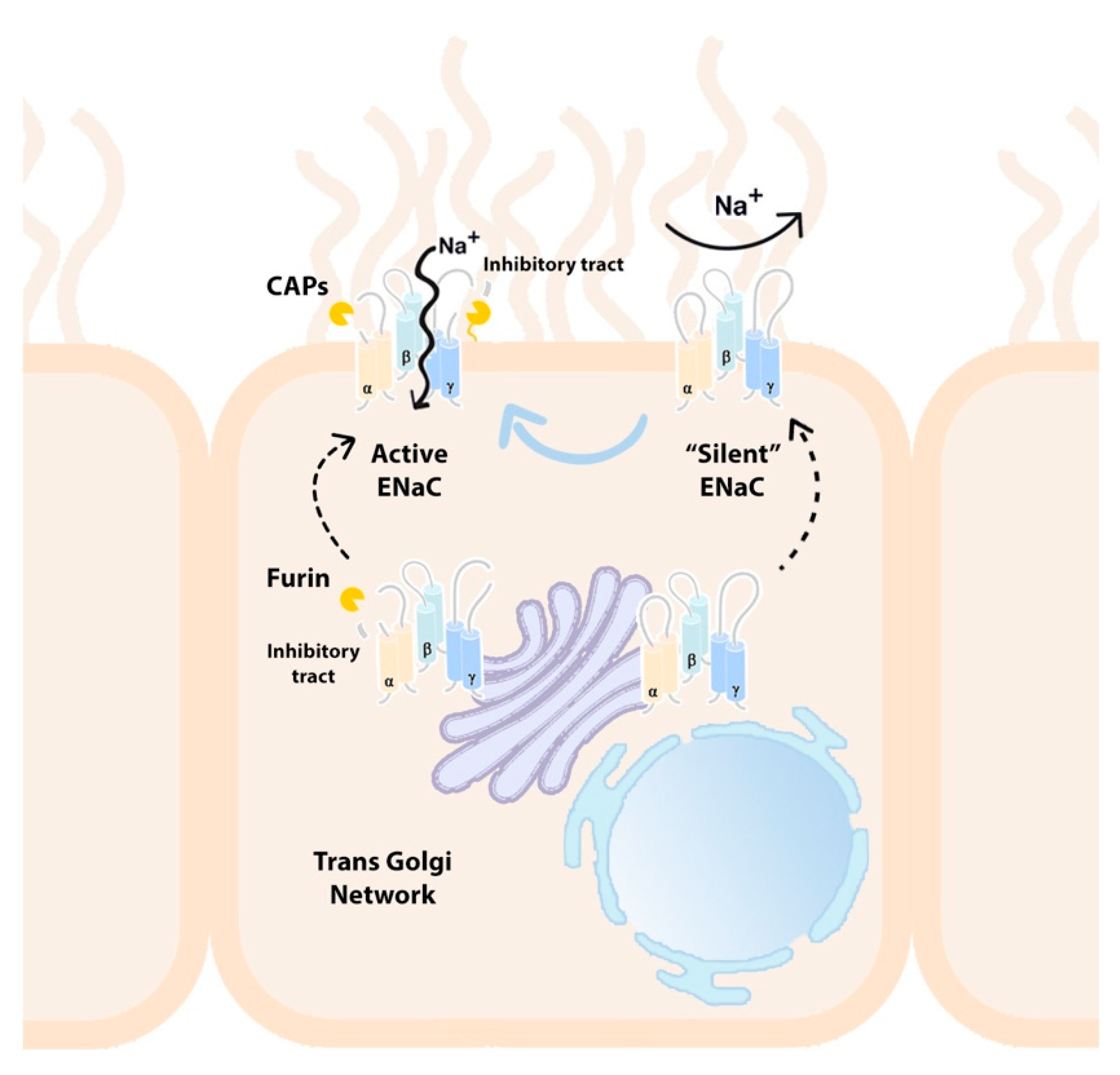 Ijms 22 05817 g002 Ijms 22 05817 g002