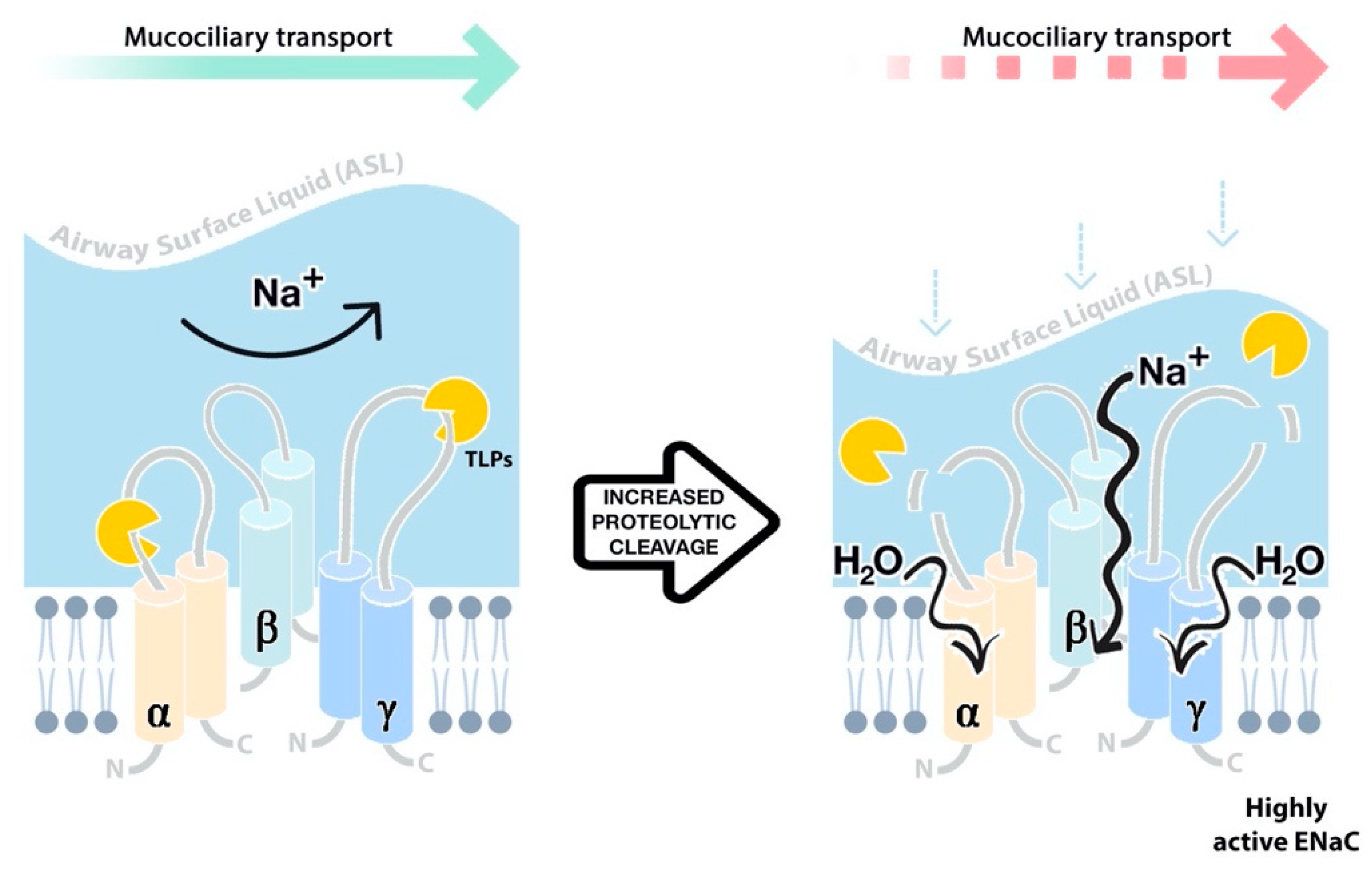 Ijms 22 05817 g003 Ijms 22 05817 g003