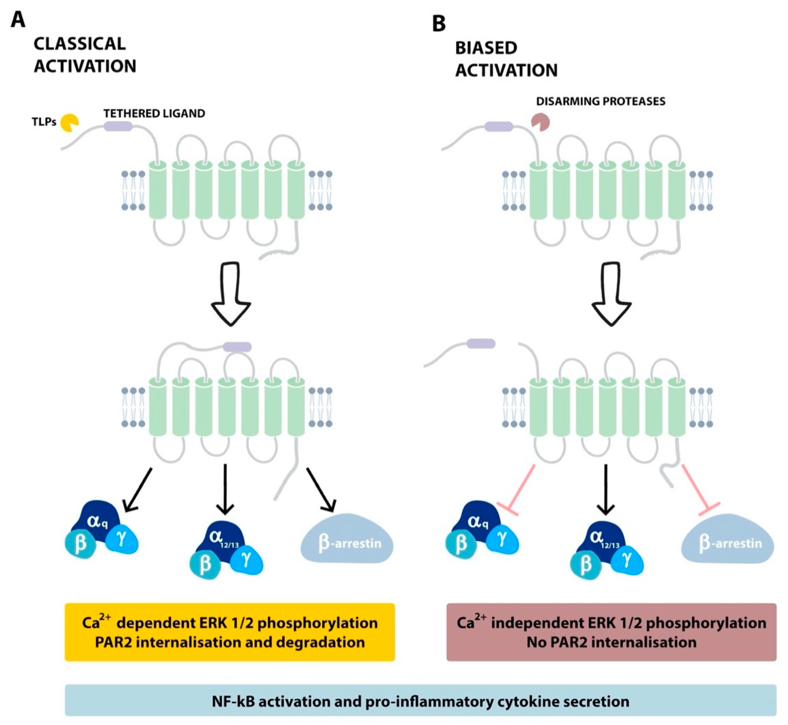 Ijms 22 05817 g005 Ijms 22 05817 g005
