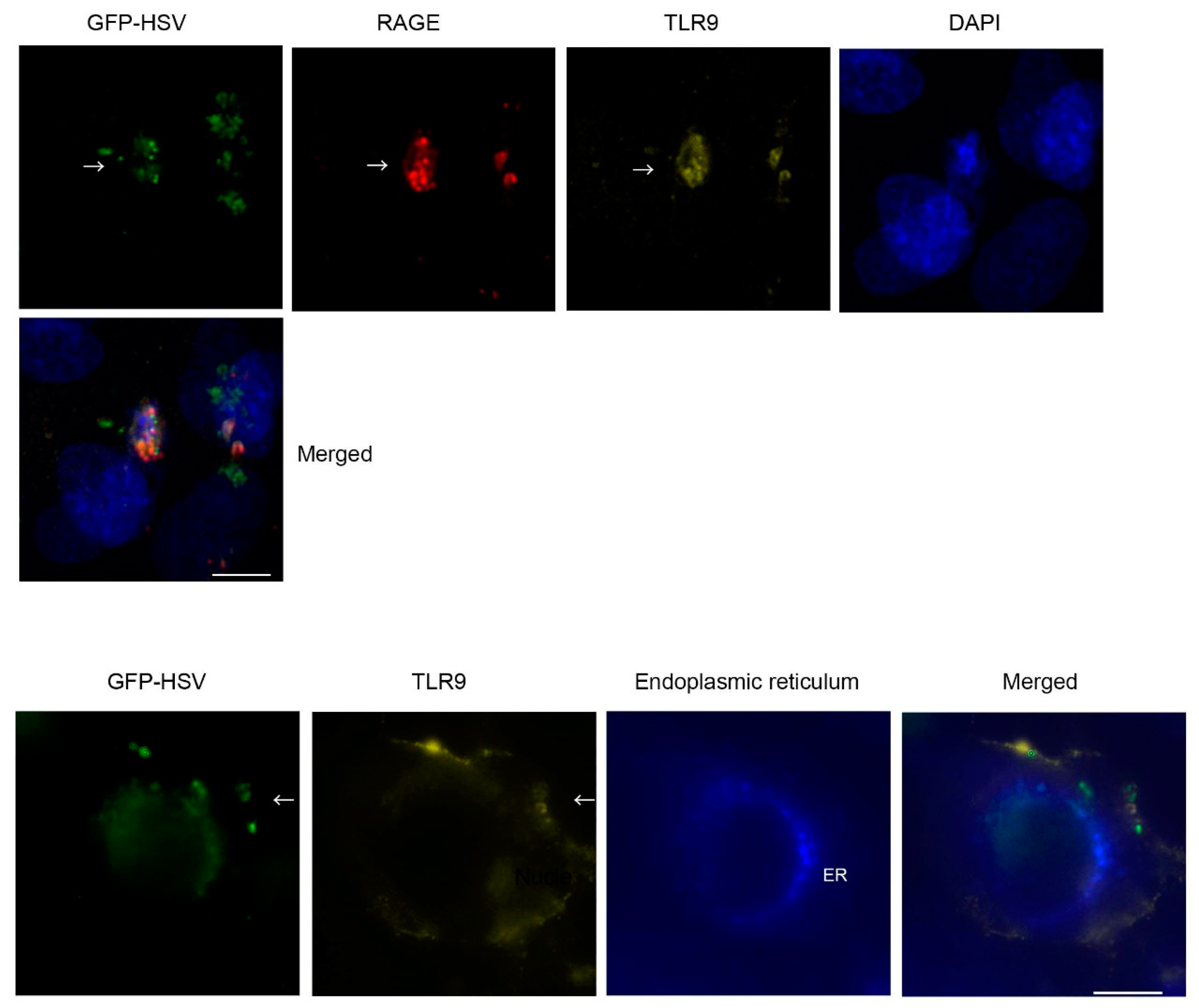 Ijms 22 05833 g003 Ijms 22 05833 g003