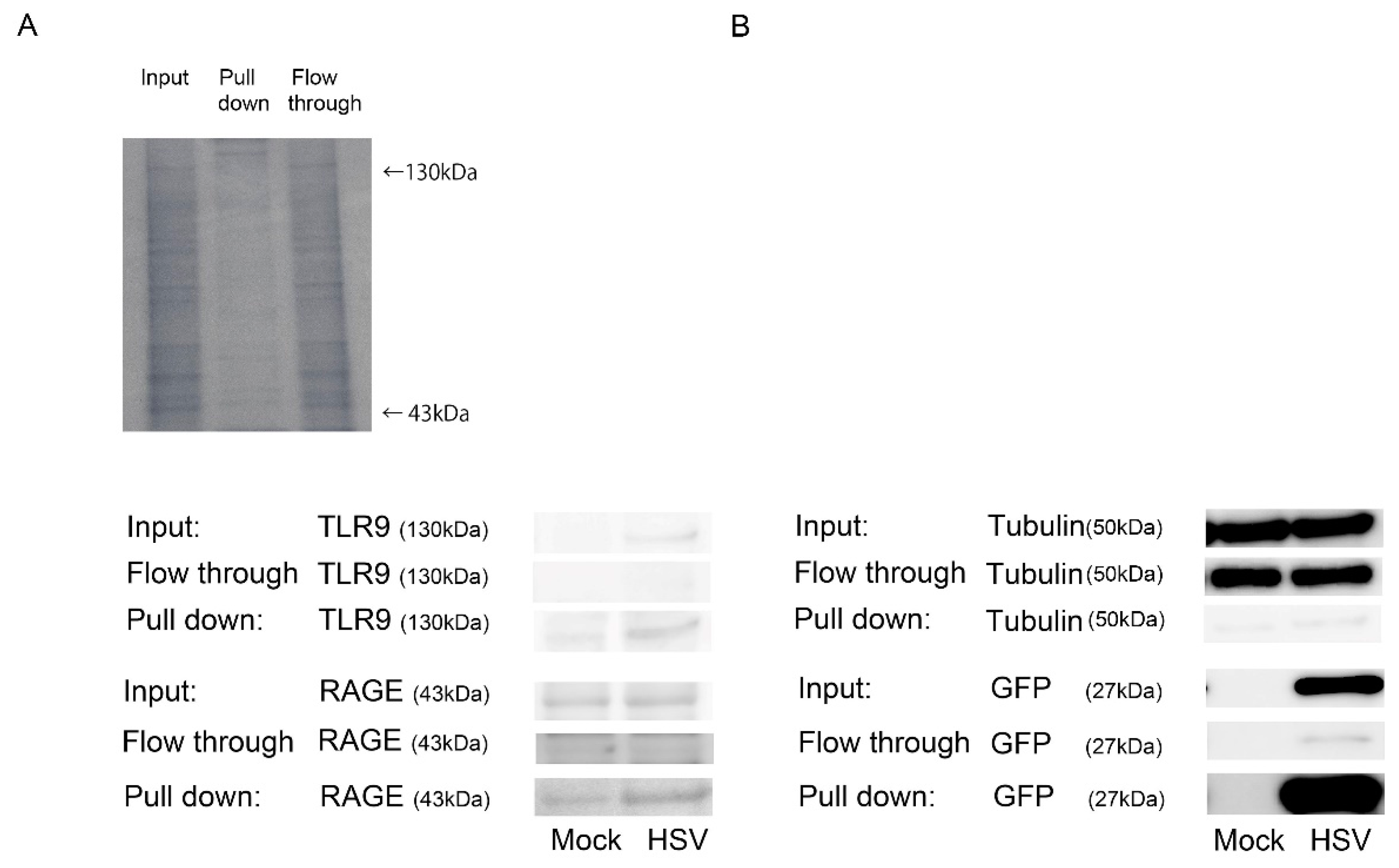 Ijms 22 05833 g004 Ijms 22 05833 g004