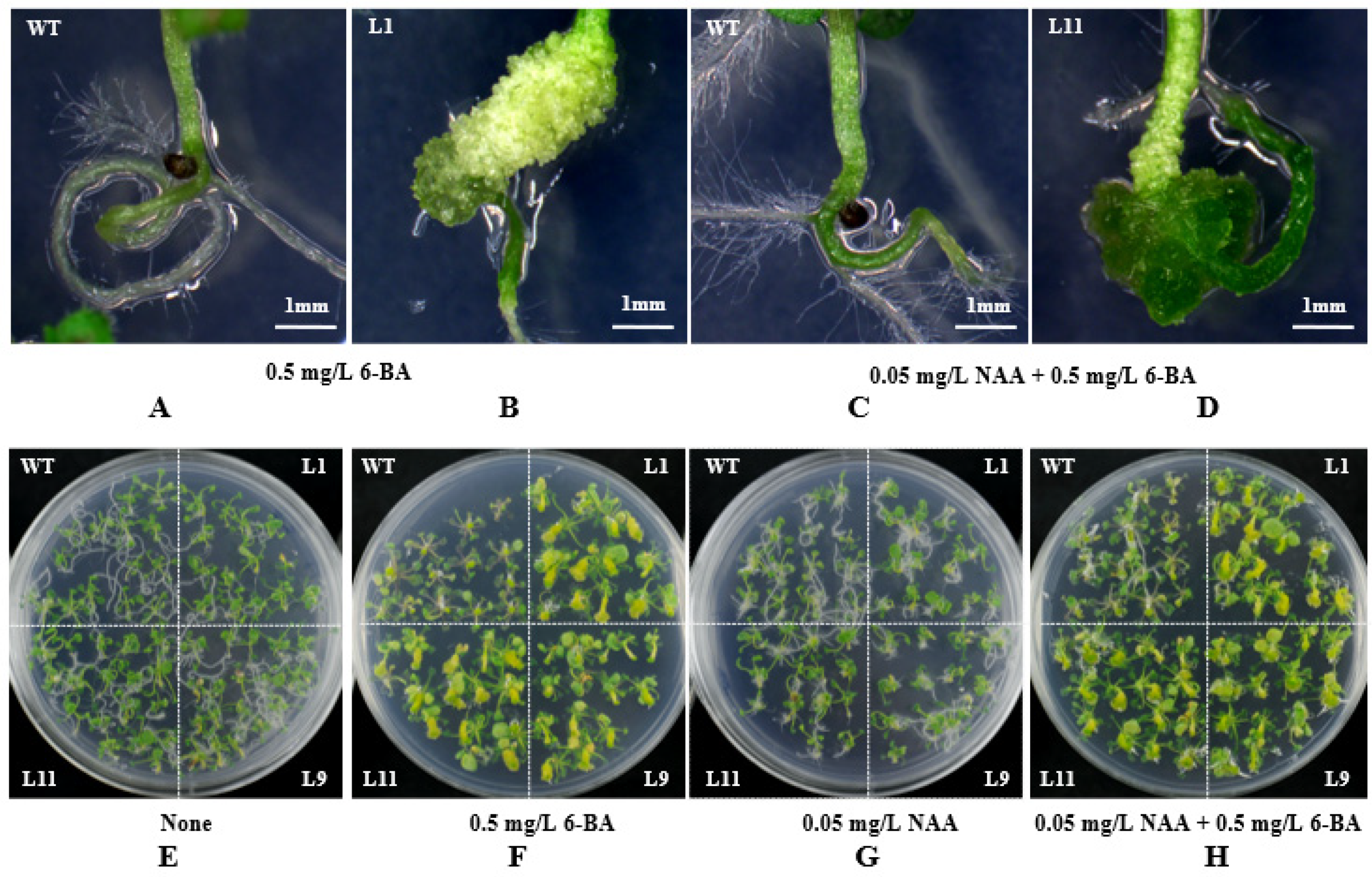Ijms 22 05837 g004 Ijms 22 05837 g004