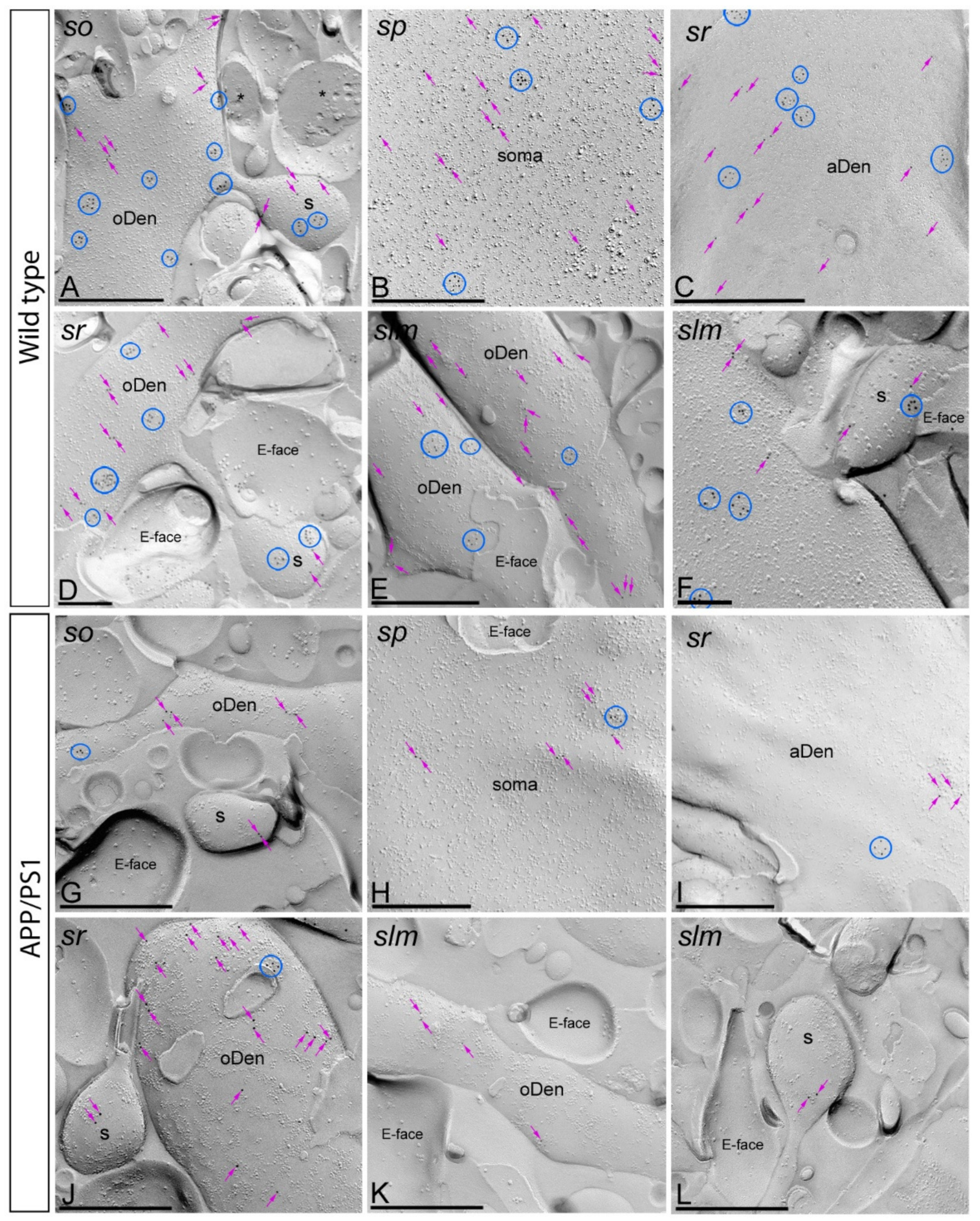 Ijms 22 05867 g002 Ijms 22 05867 g002
