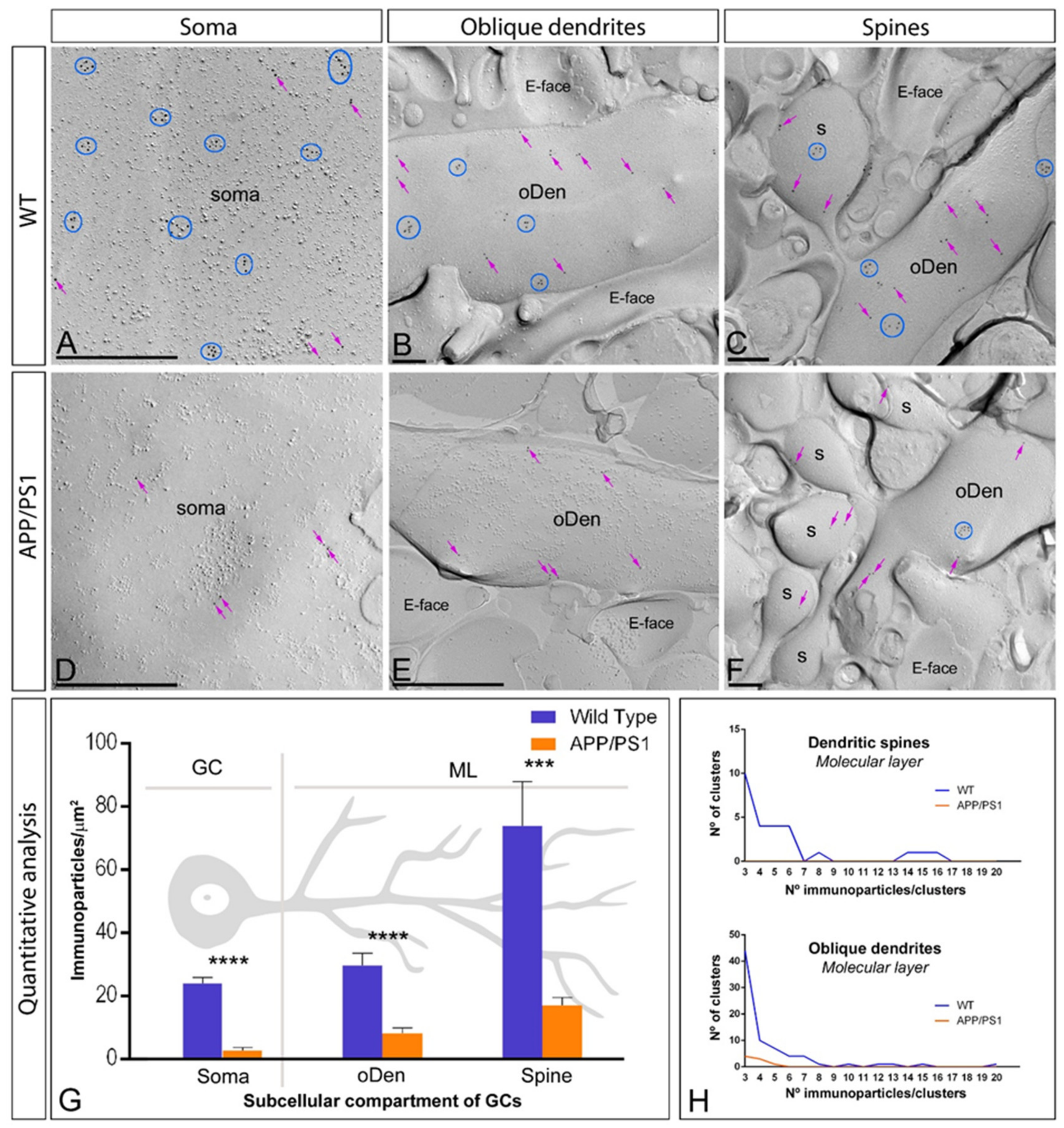 Ijms 22 05867 g004 Ijms 22 05867 g004