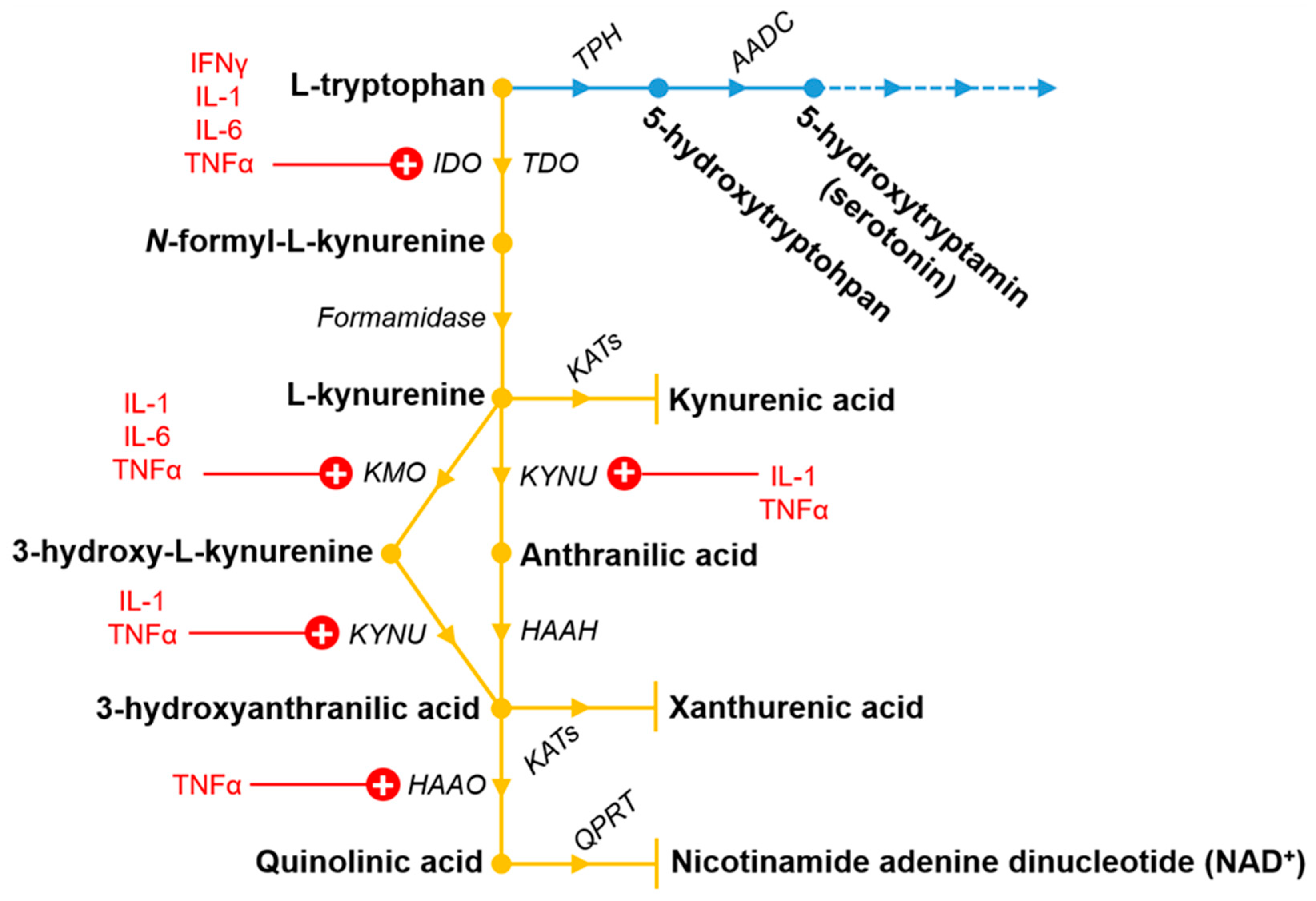 Ijms 22 05903 g001 Ijms 22 05903 g001