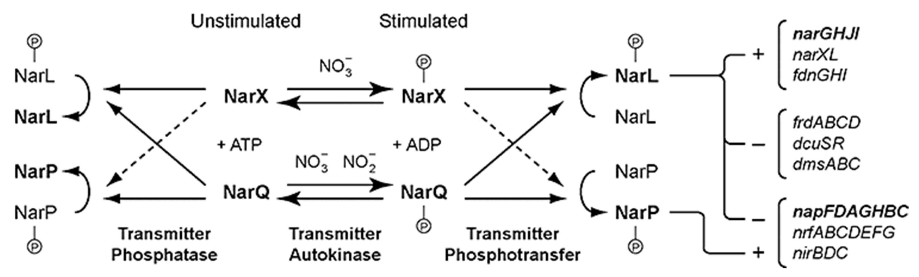 Ijms 22 05933 g001 Ijms 22 05933 g001