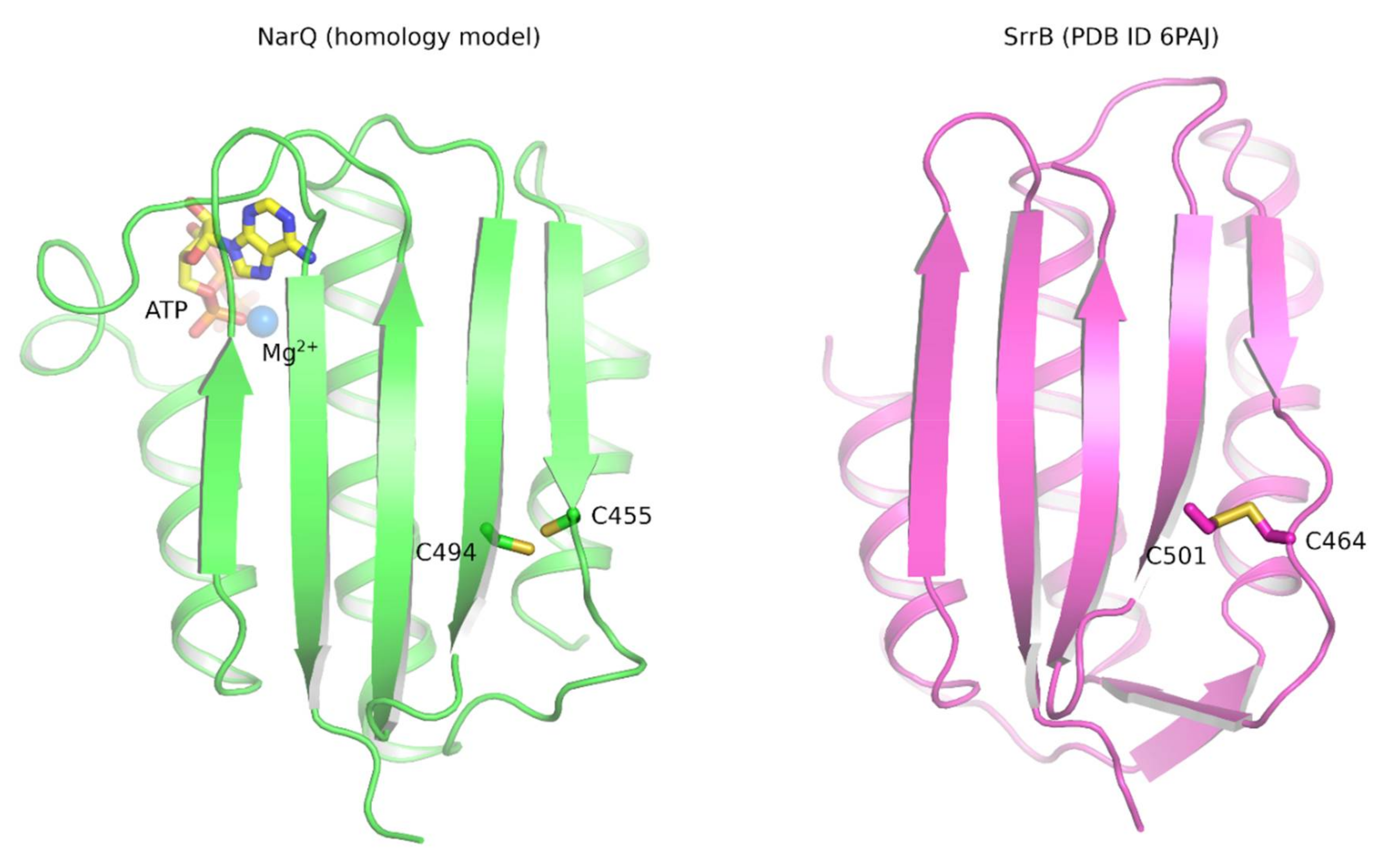 Ijms 22 05933 g014 Ijms 22 05933 g014