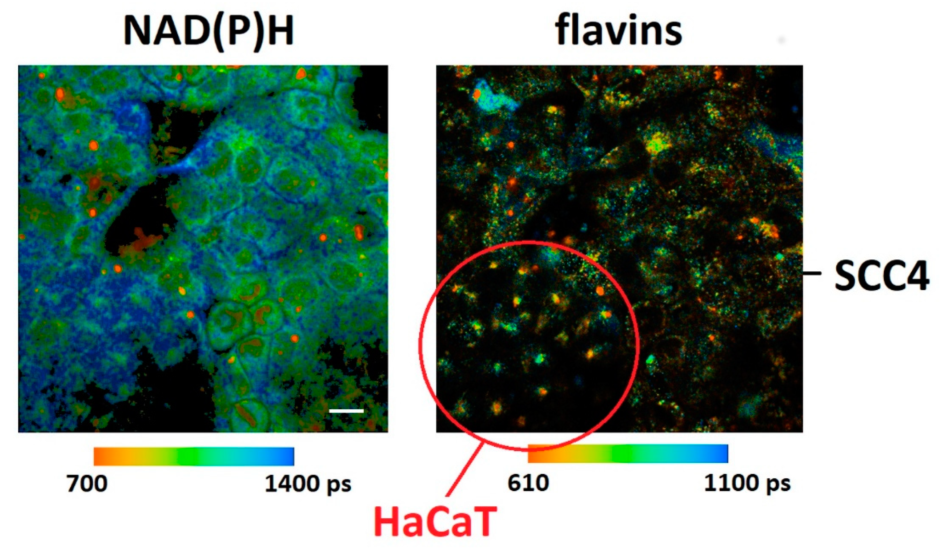 Ijms 22 05952 g004 Ijms 22 05952 g004